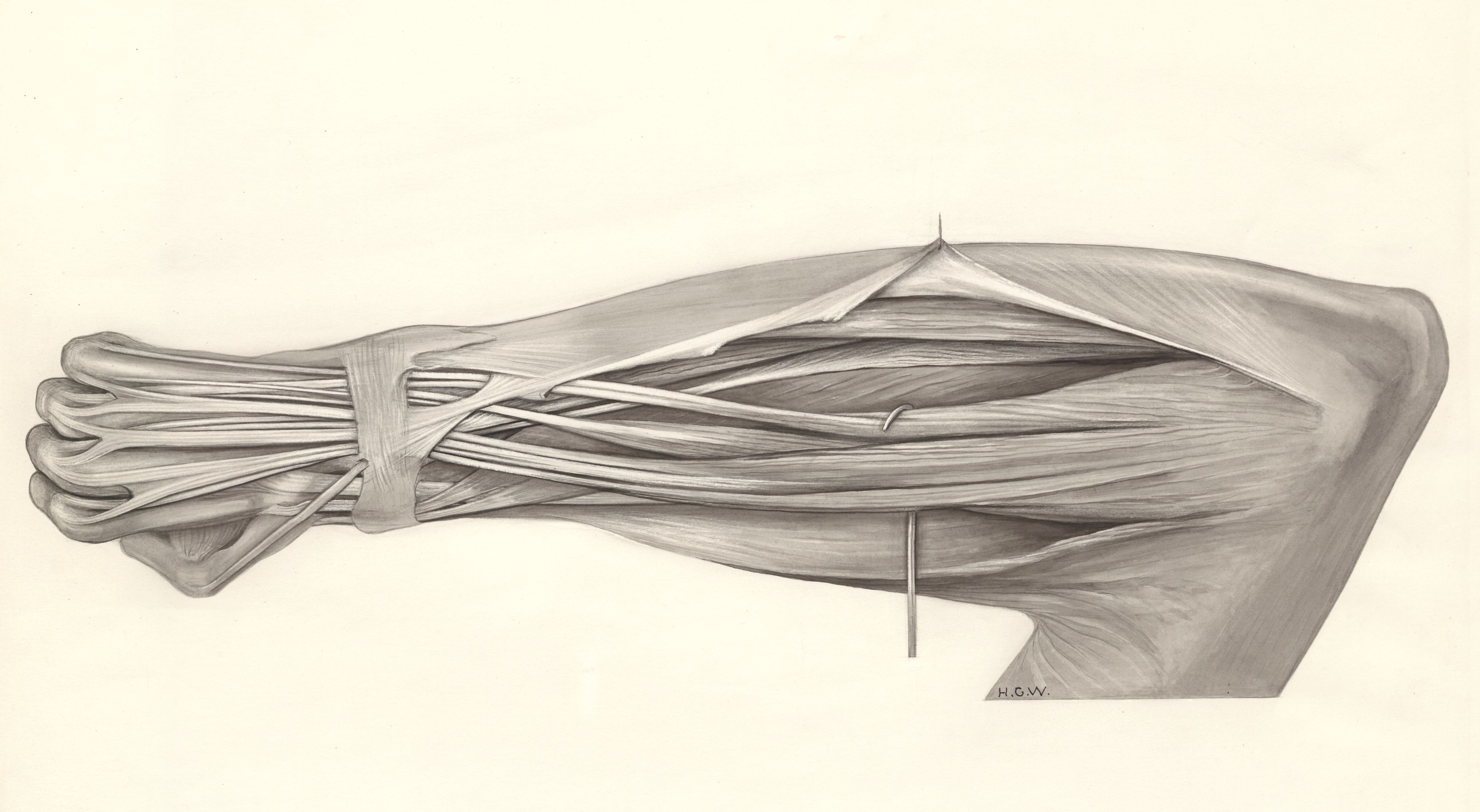 Muscular tissue of the lower arm