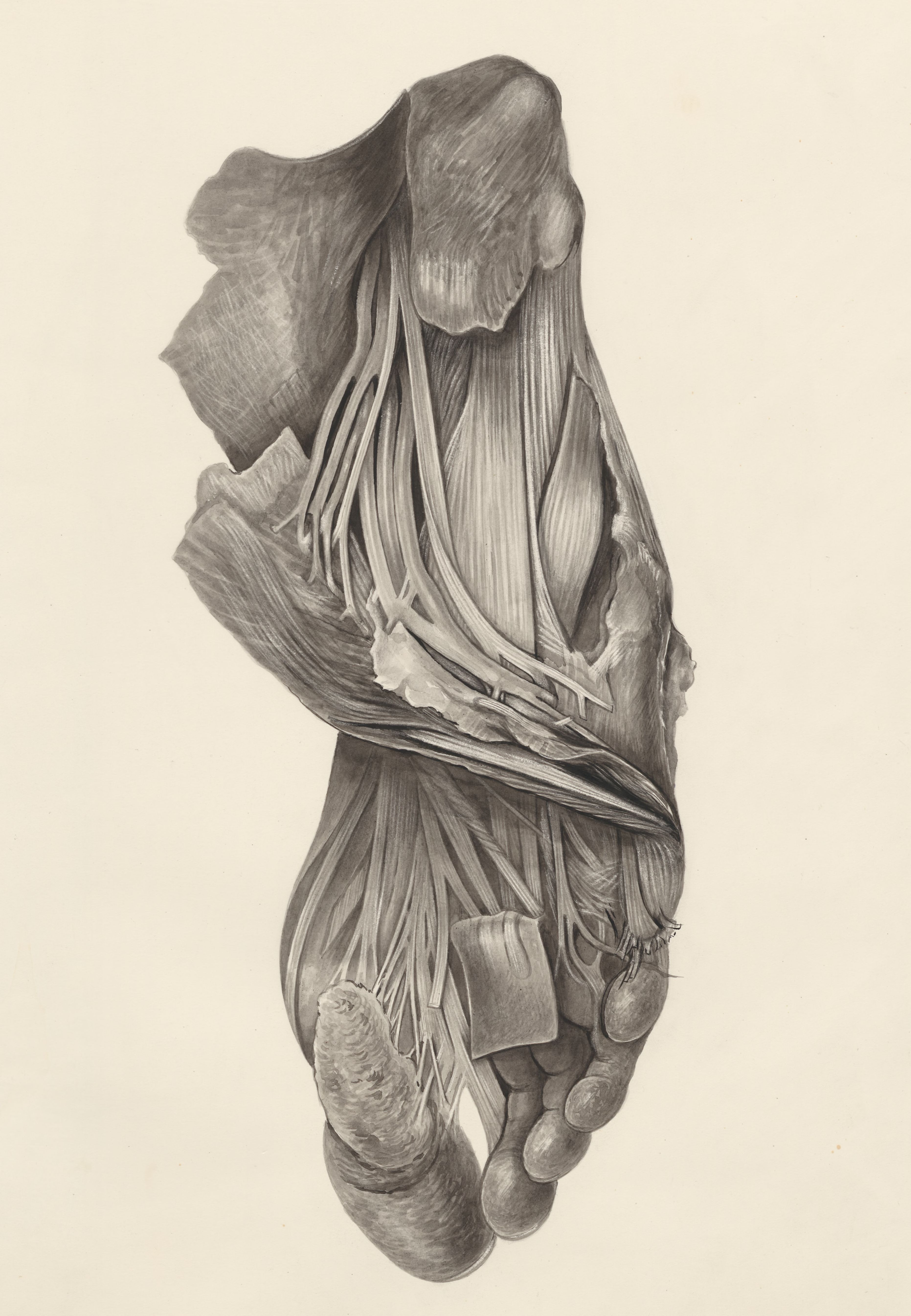 Muscular tissue of the foot