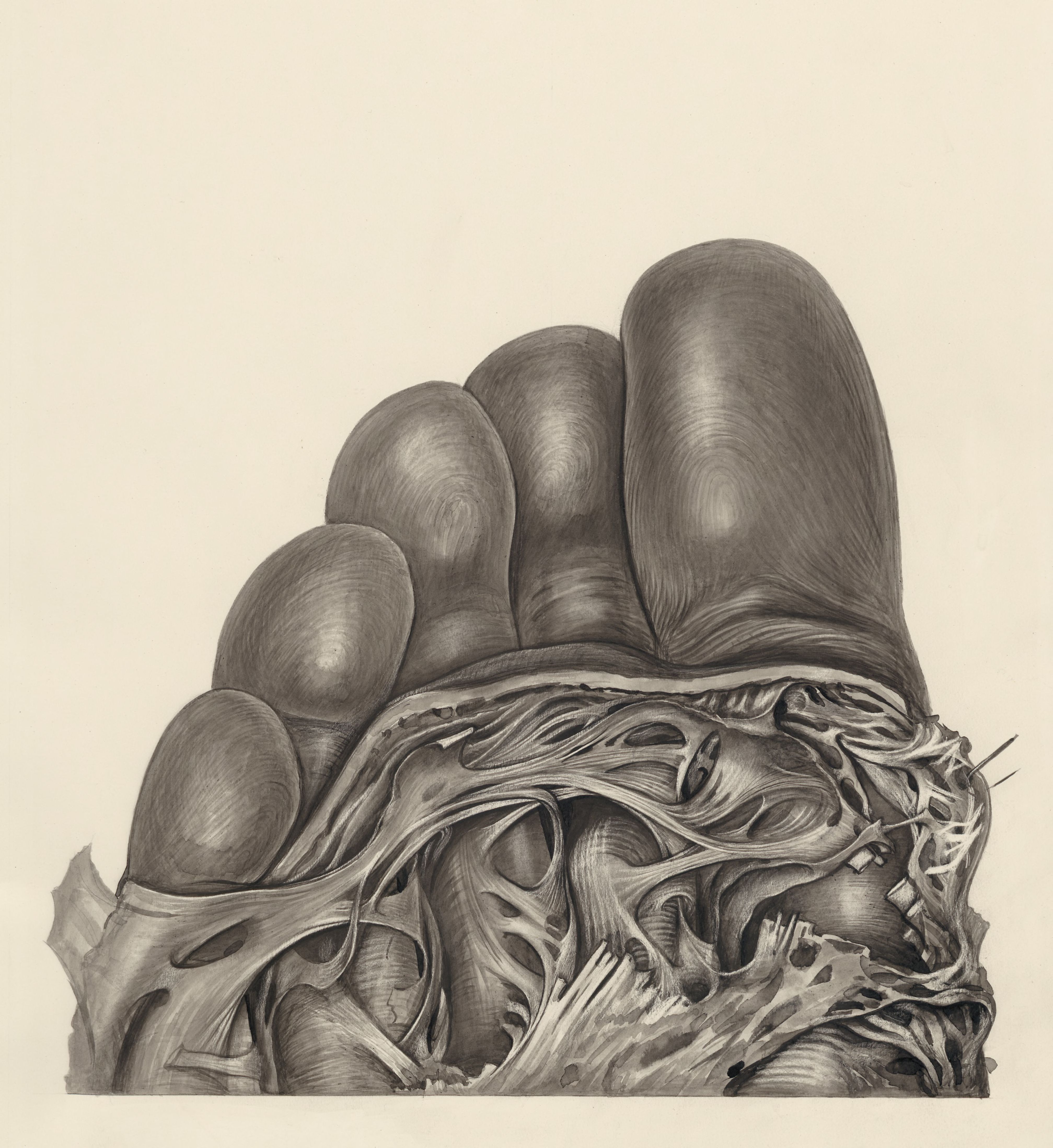 Muscular tissue of the foot
