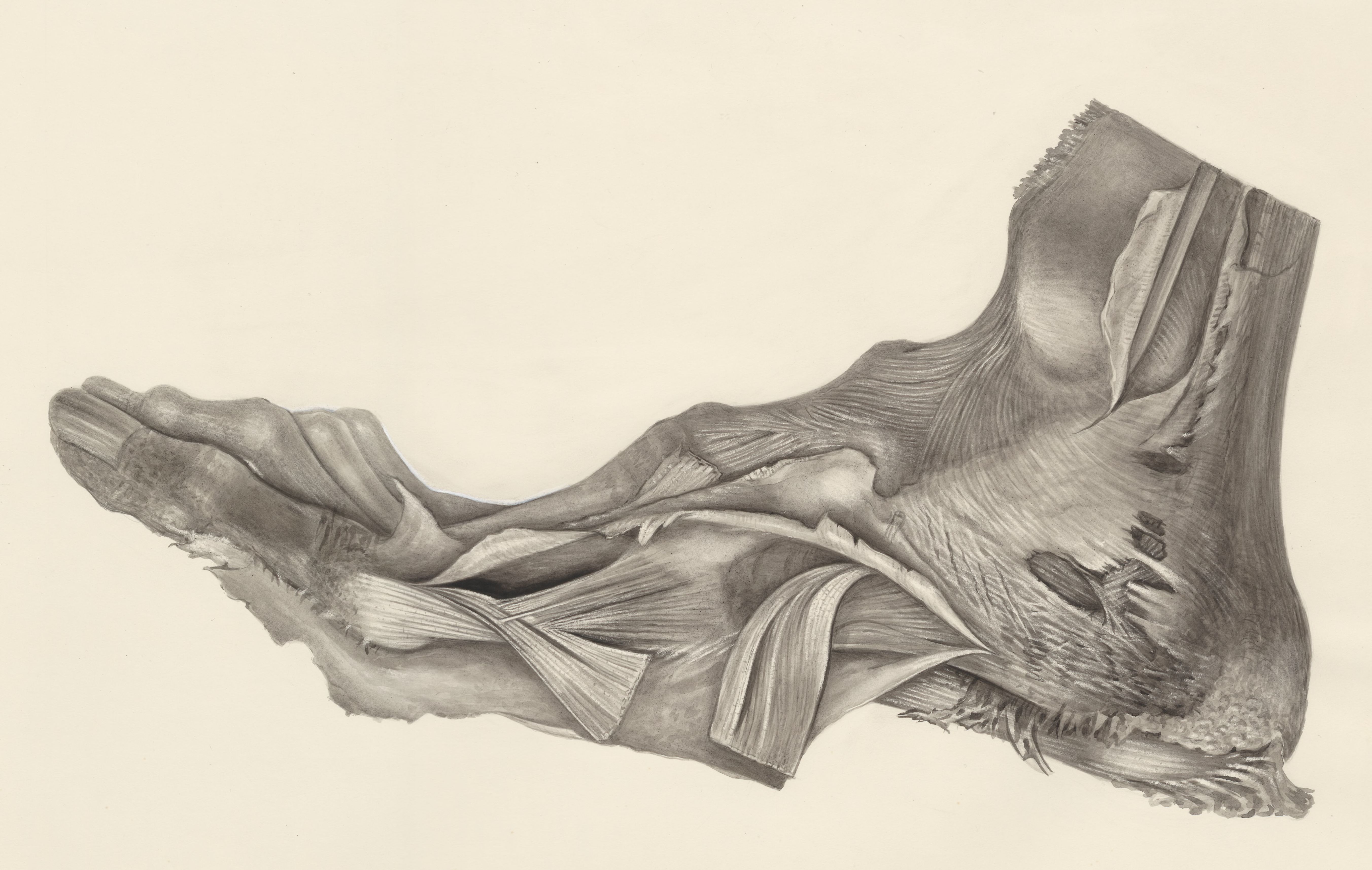 Muscular tissue of the foot