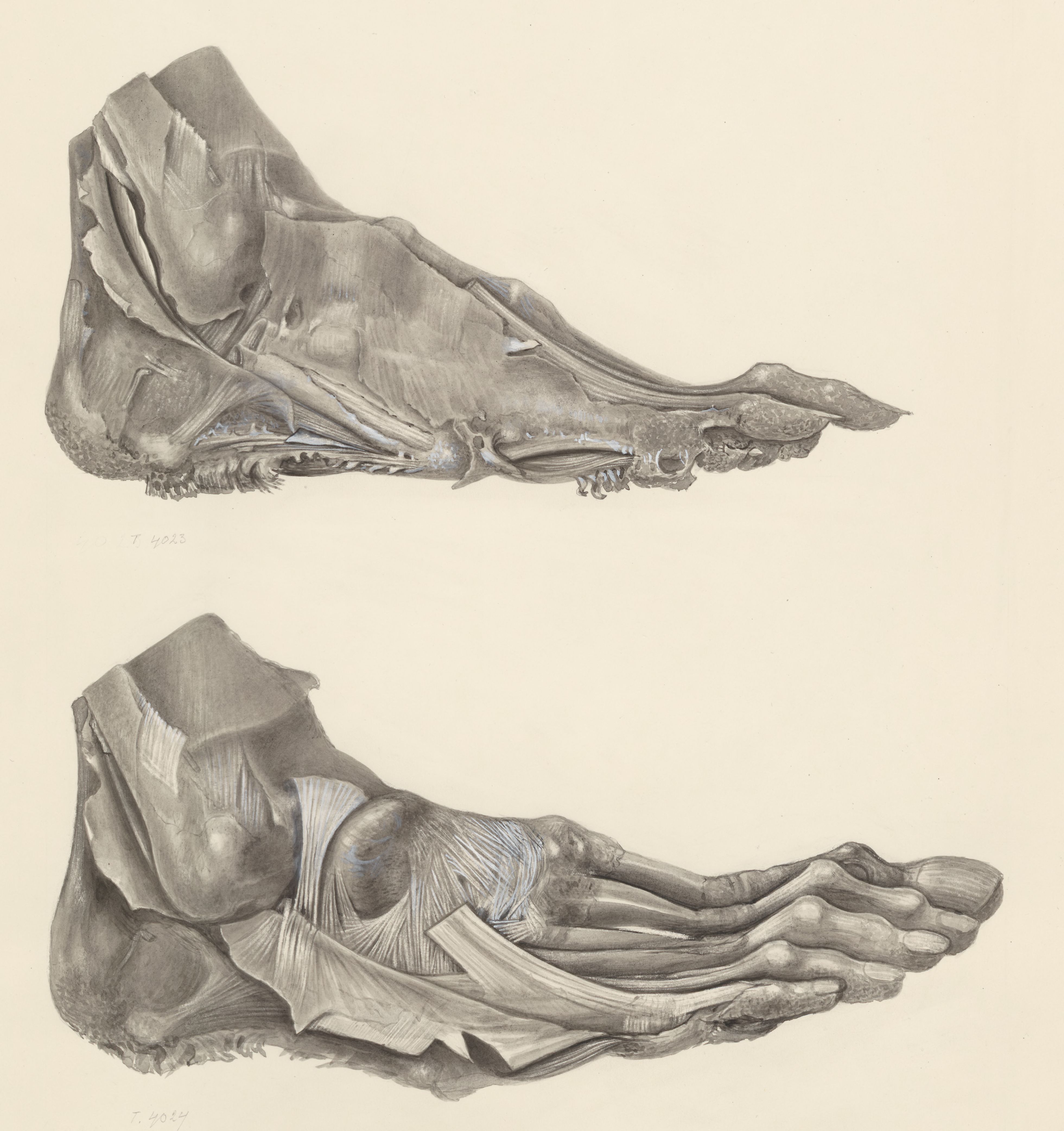 Muscular tissue of the foot