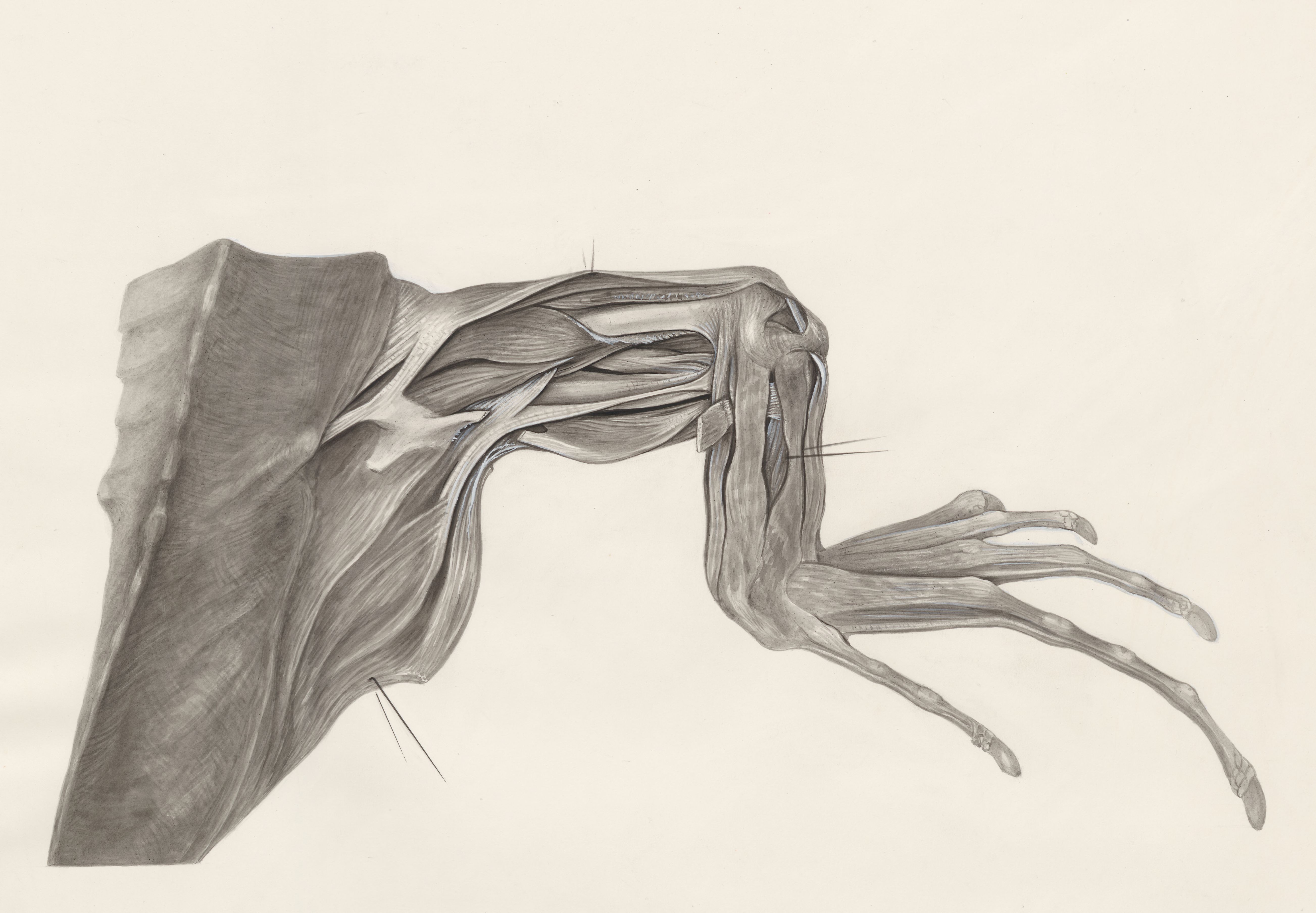 Muscular tissue of a lizards leg and claw