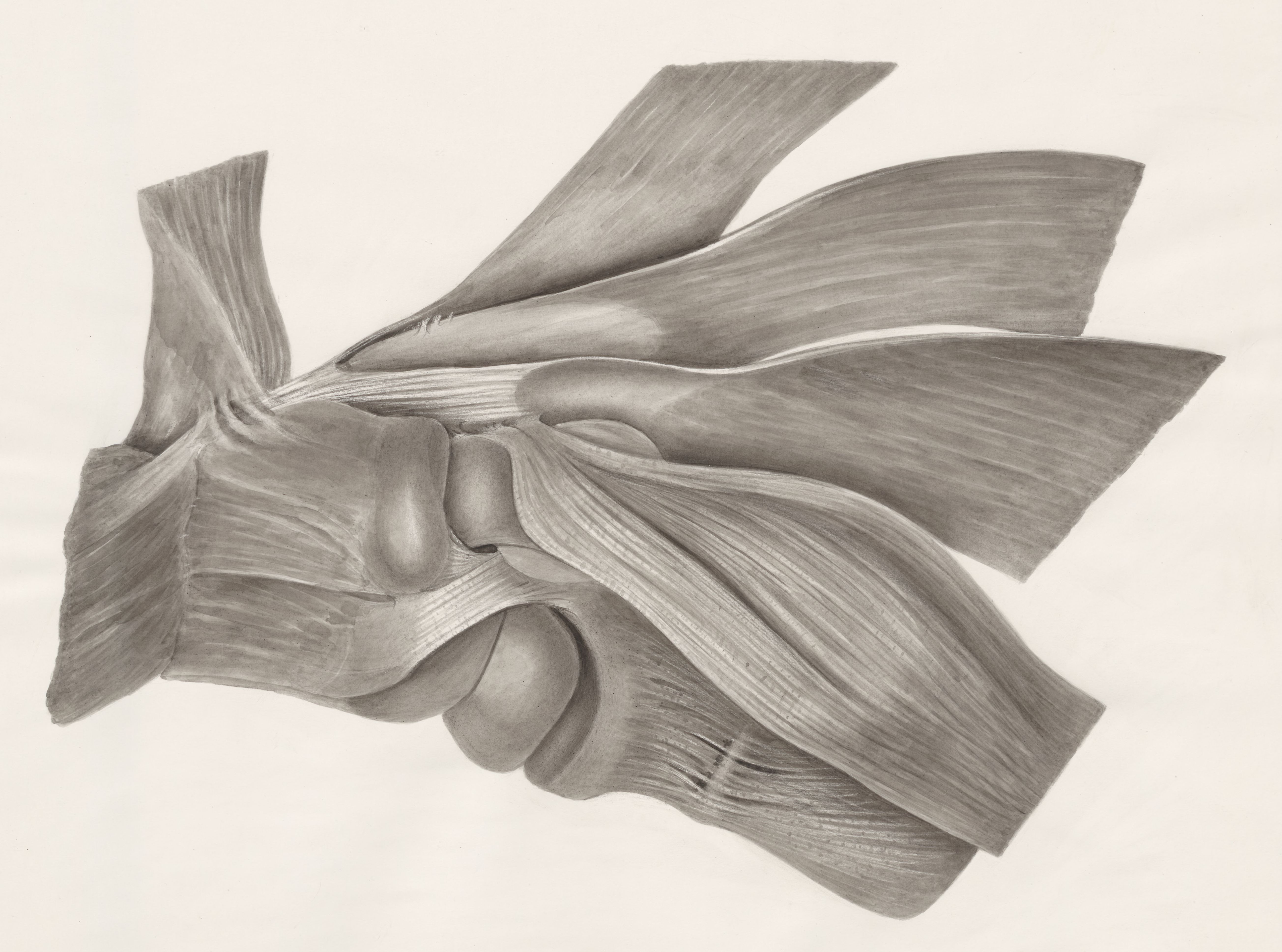 Muscular tissue