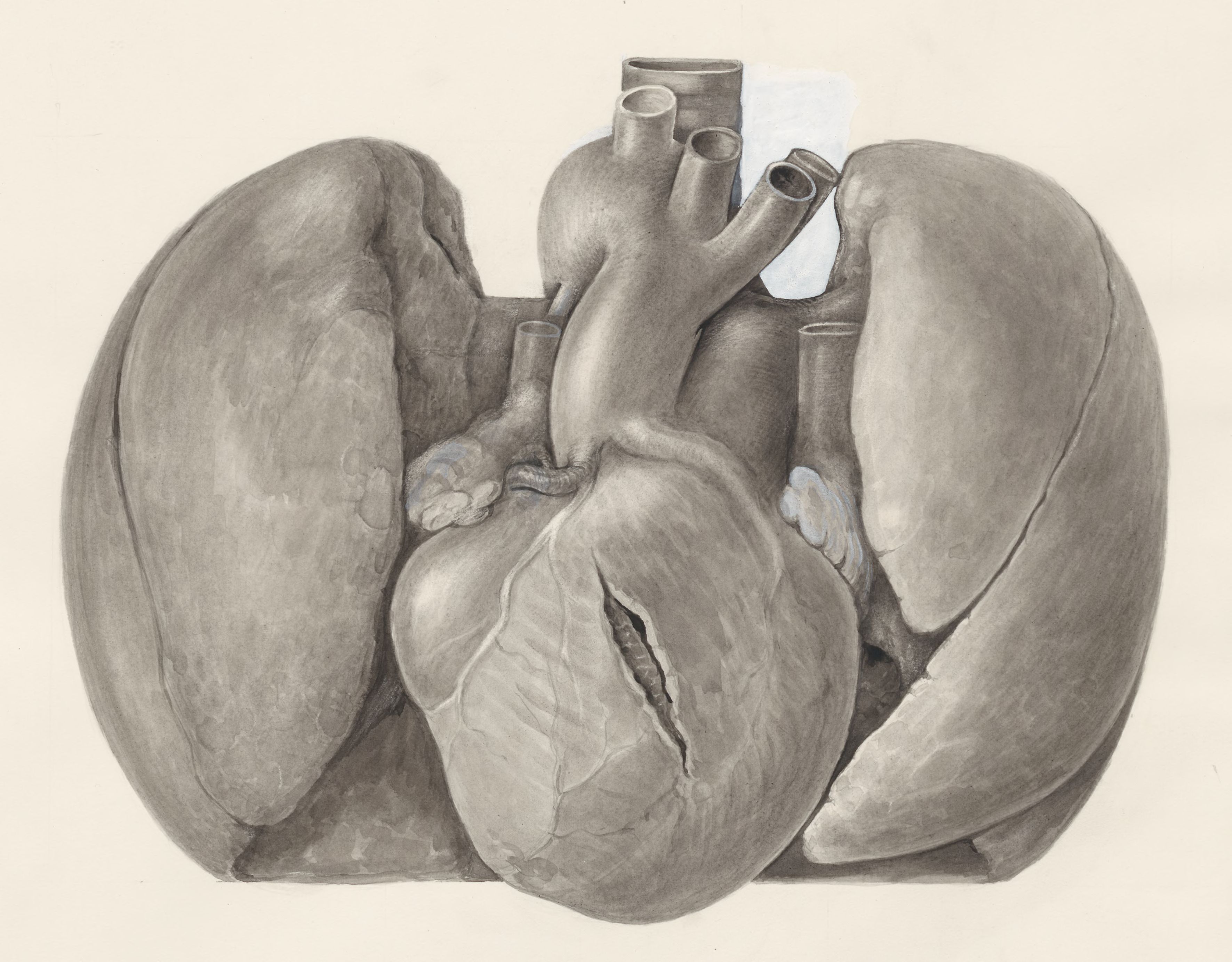 Heart and adjacent organs