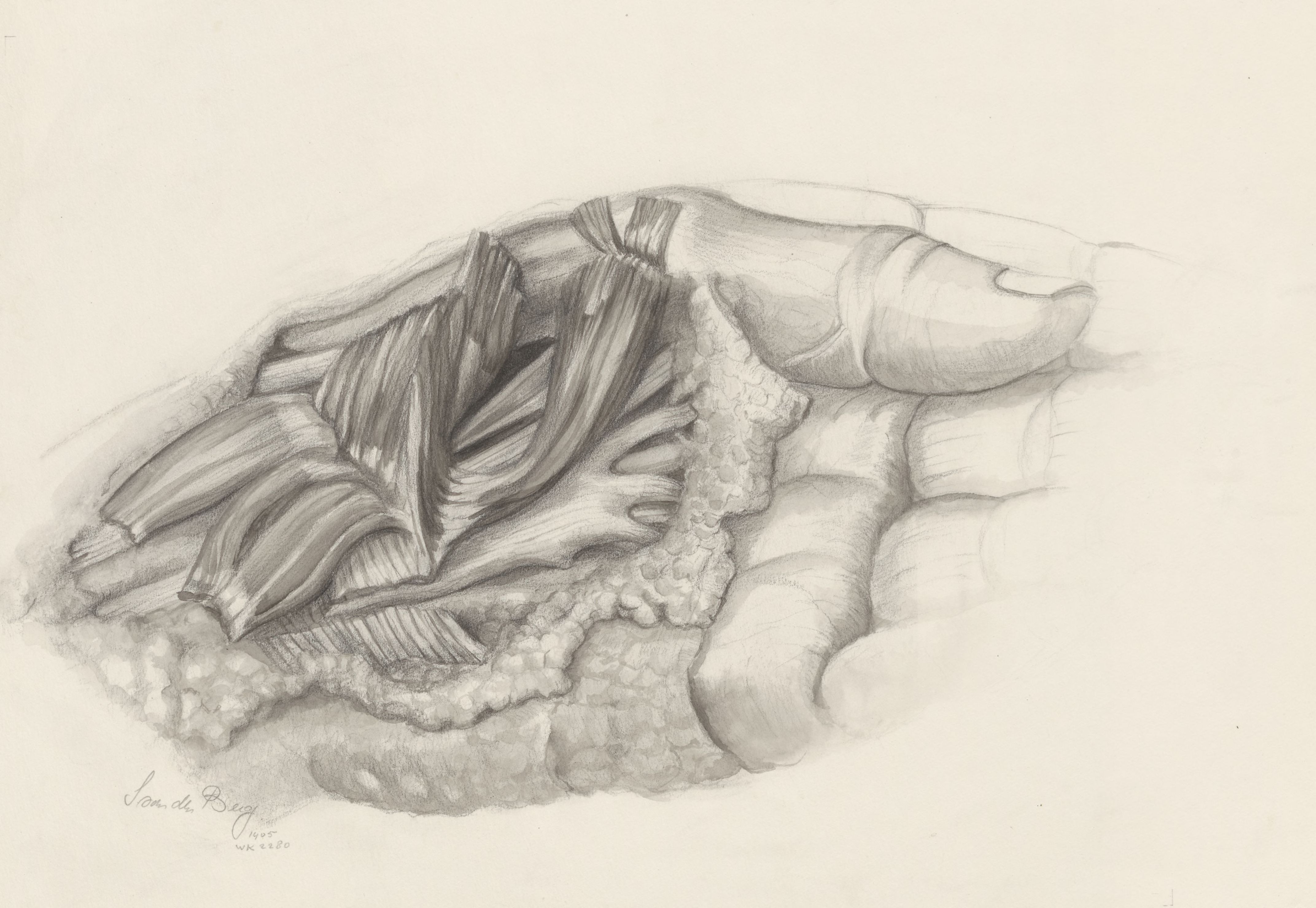 Musculoskeletal system of the upper extremity
