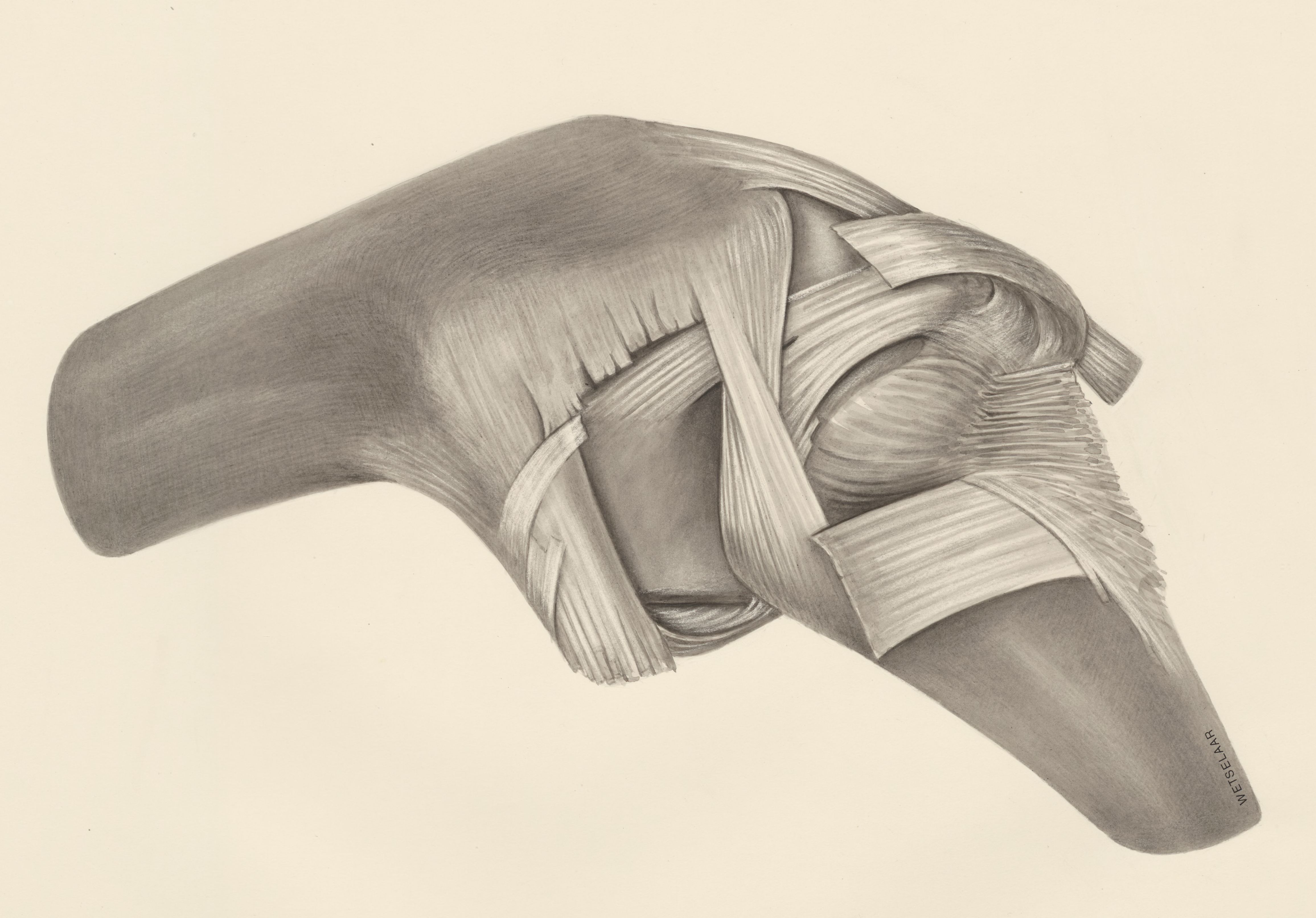 Muscular tissue on a joint