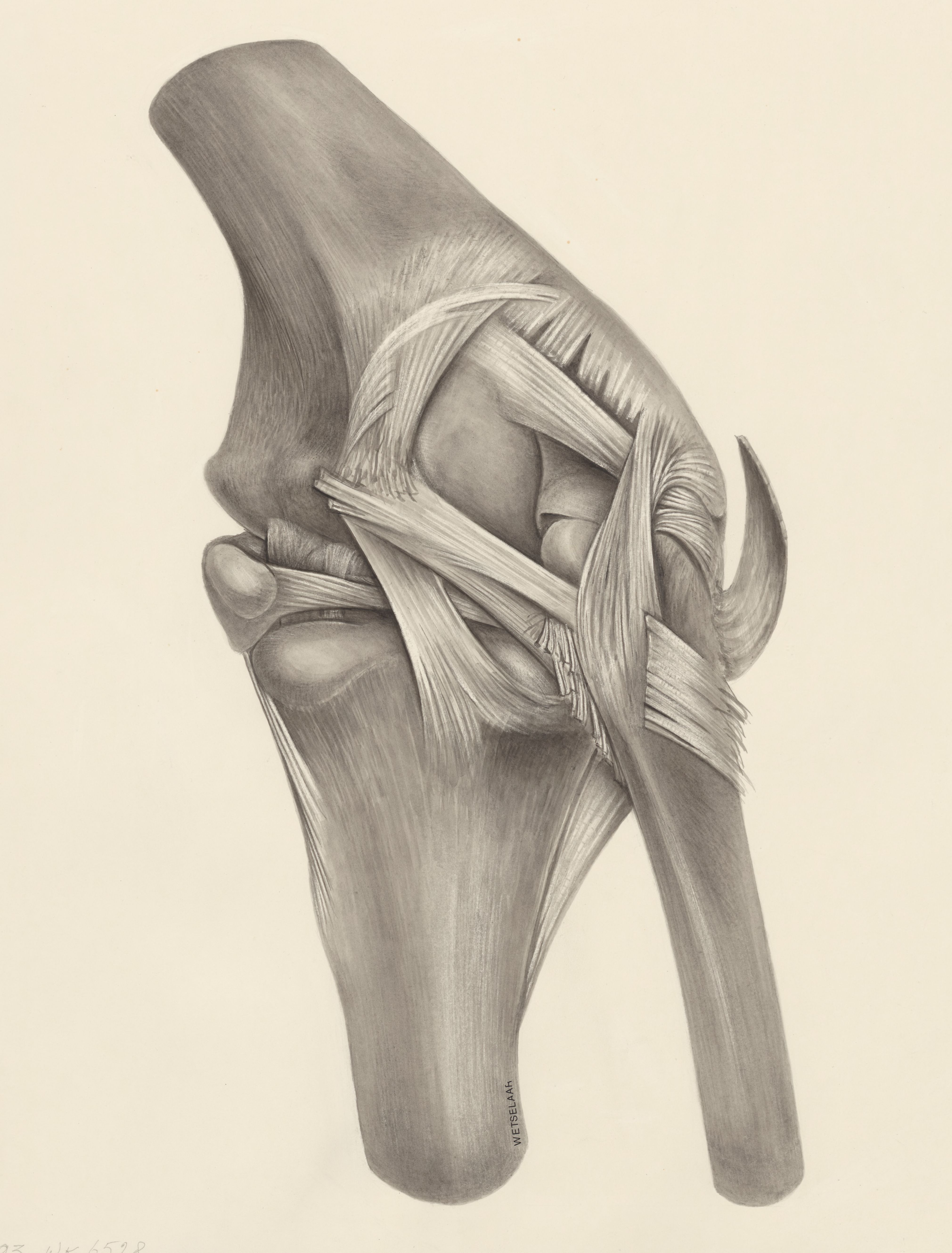 Muscular tissue on a joint