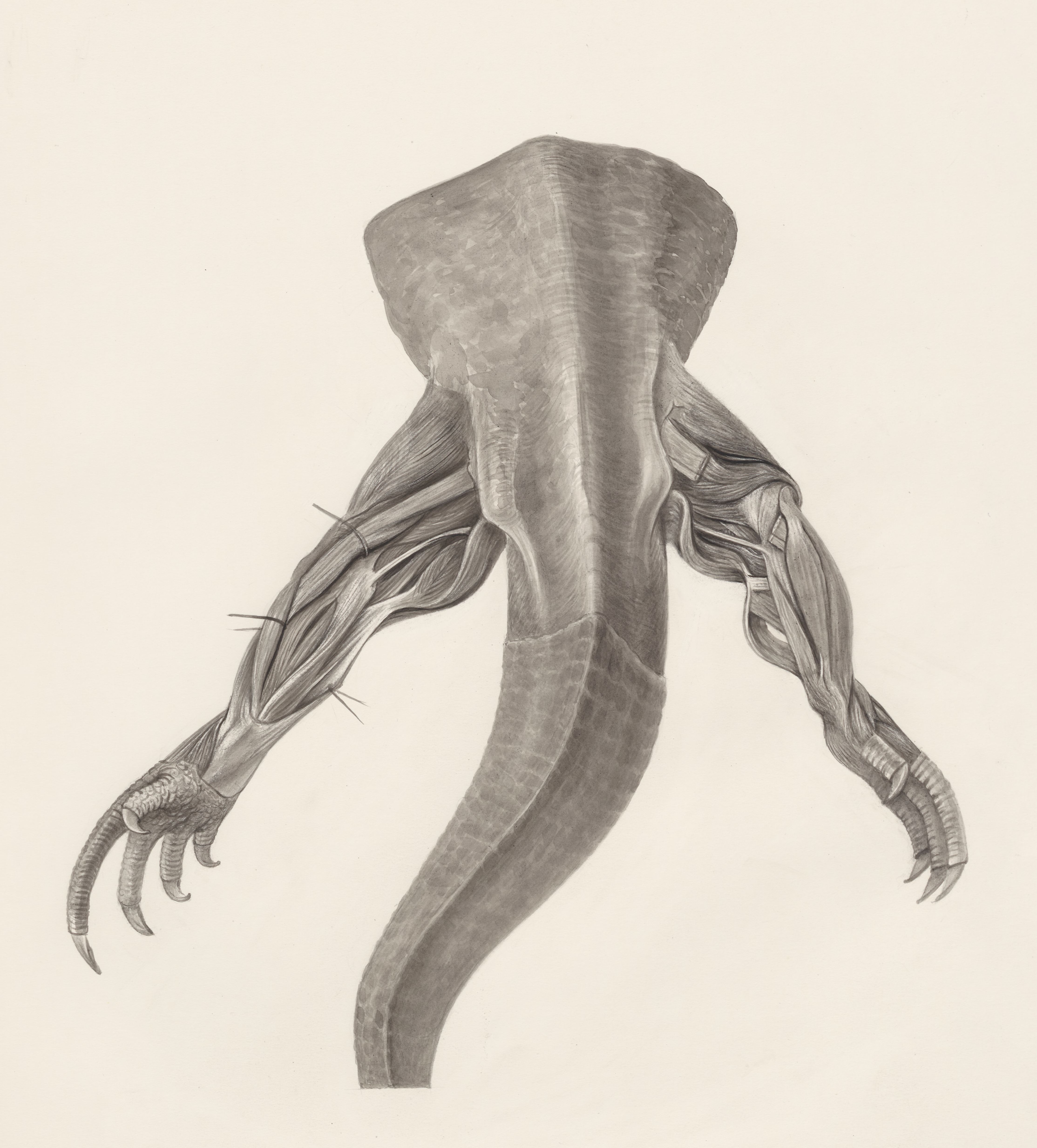 Muscular tissue on the hind legs of a lizard