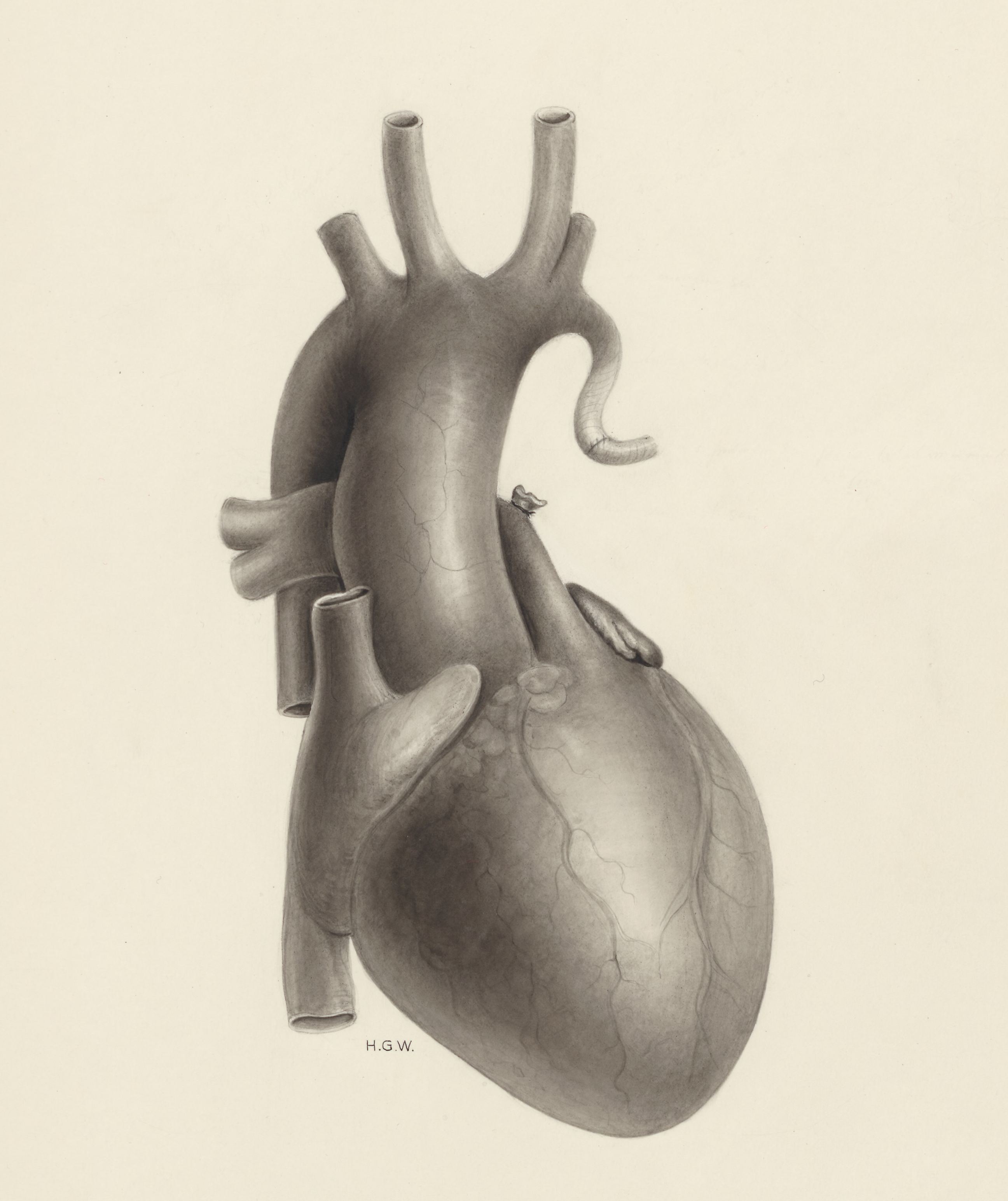 Part of the heart and circulatory system