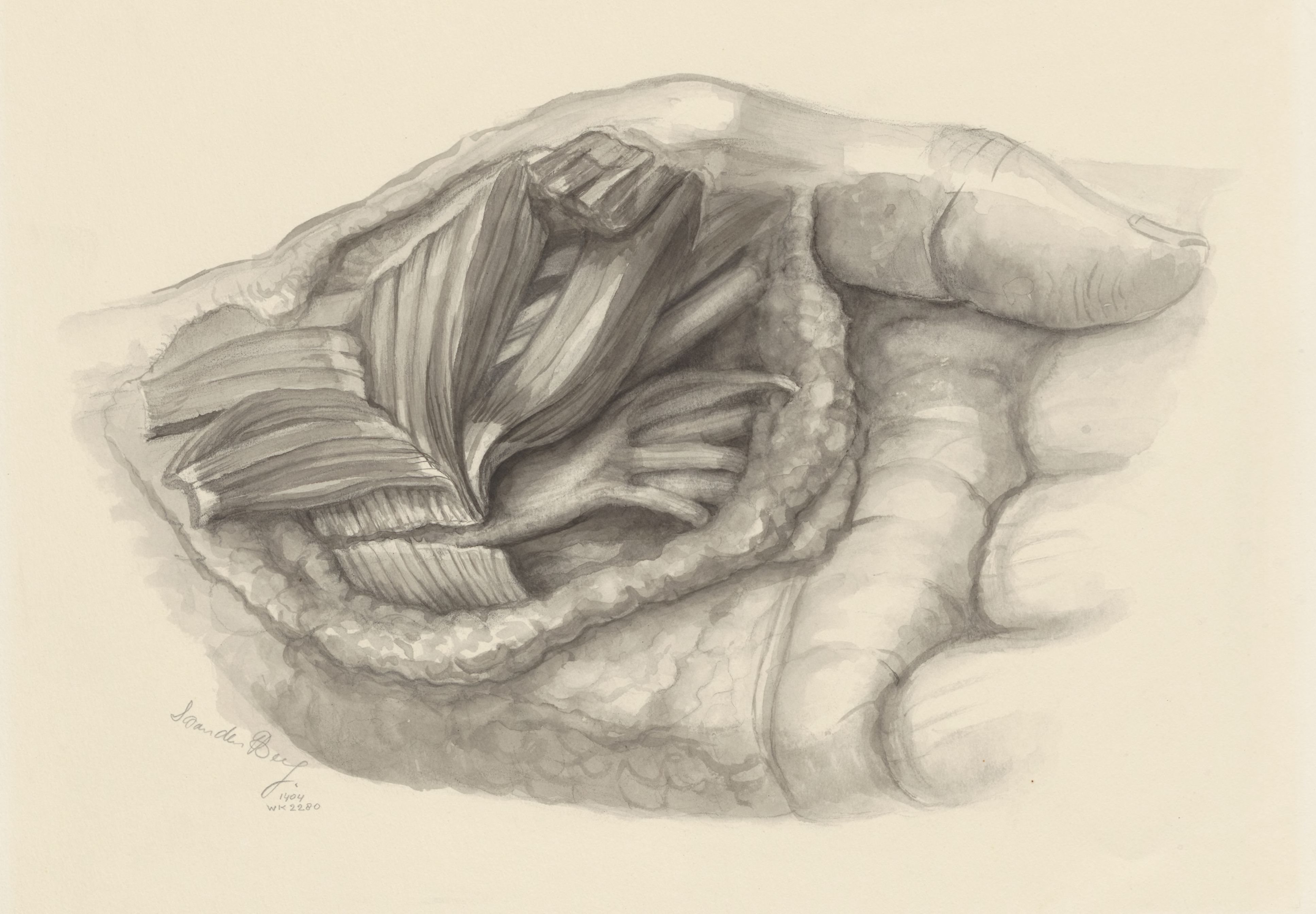 Musculoskeletal system of the upper extremity