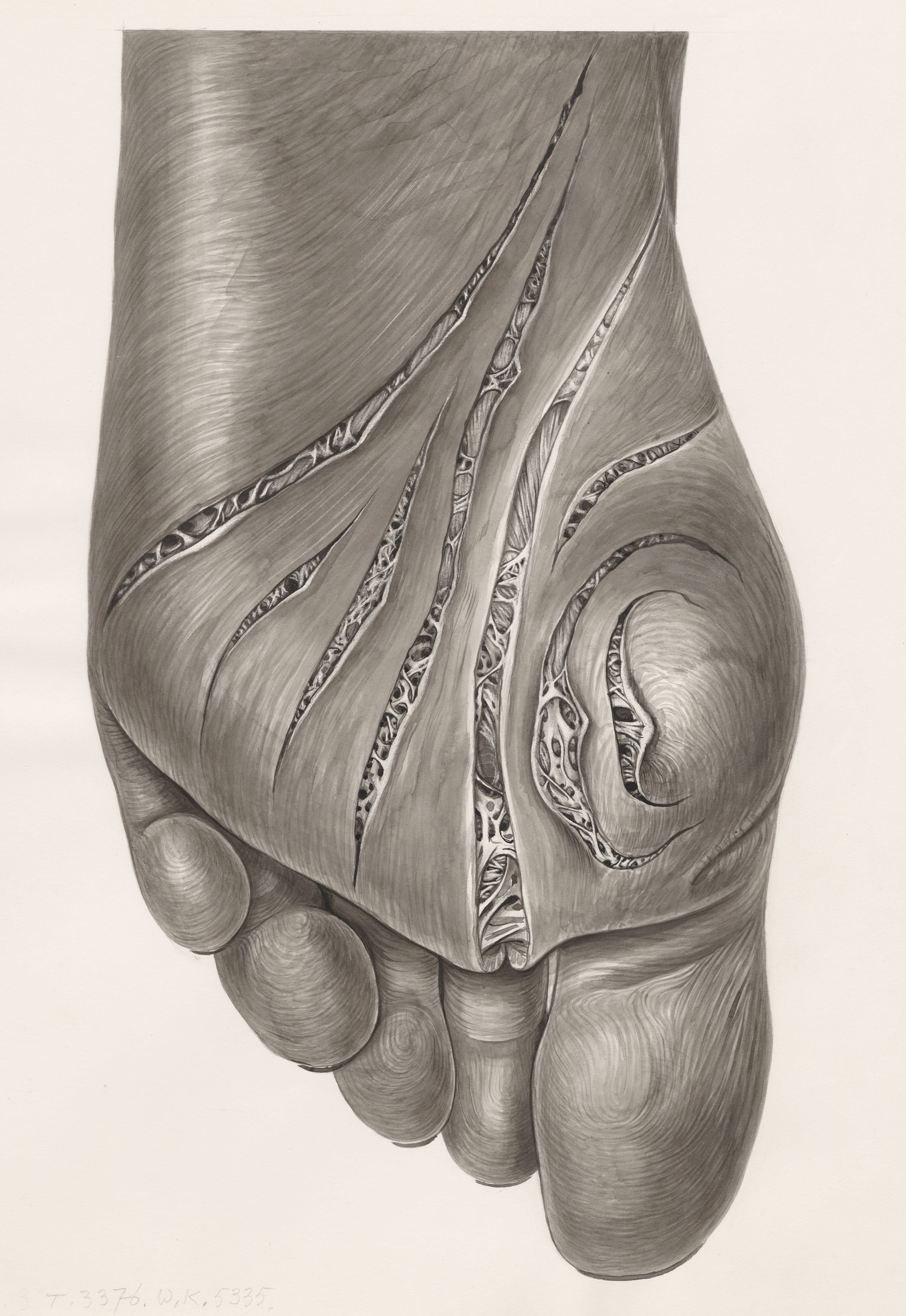 Muscular tissue of the foot
