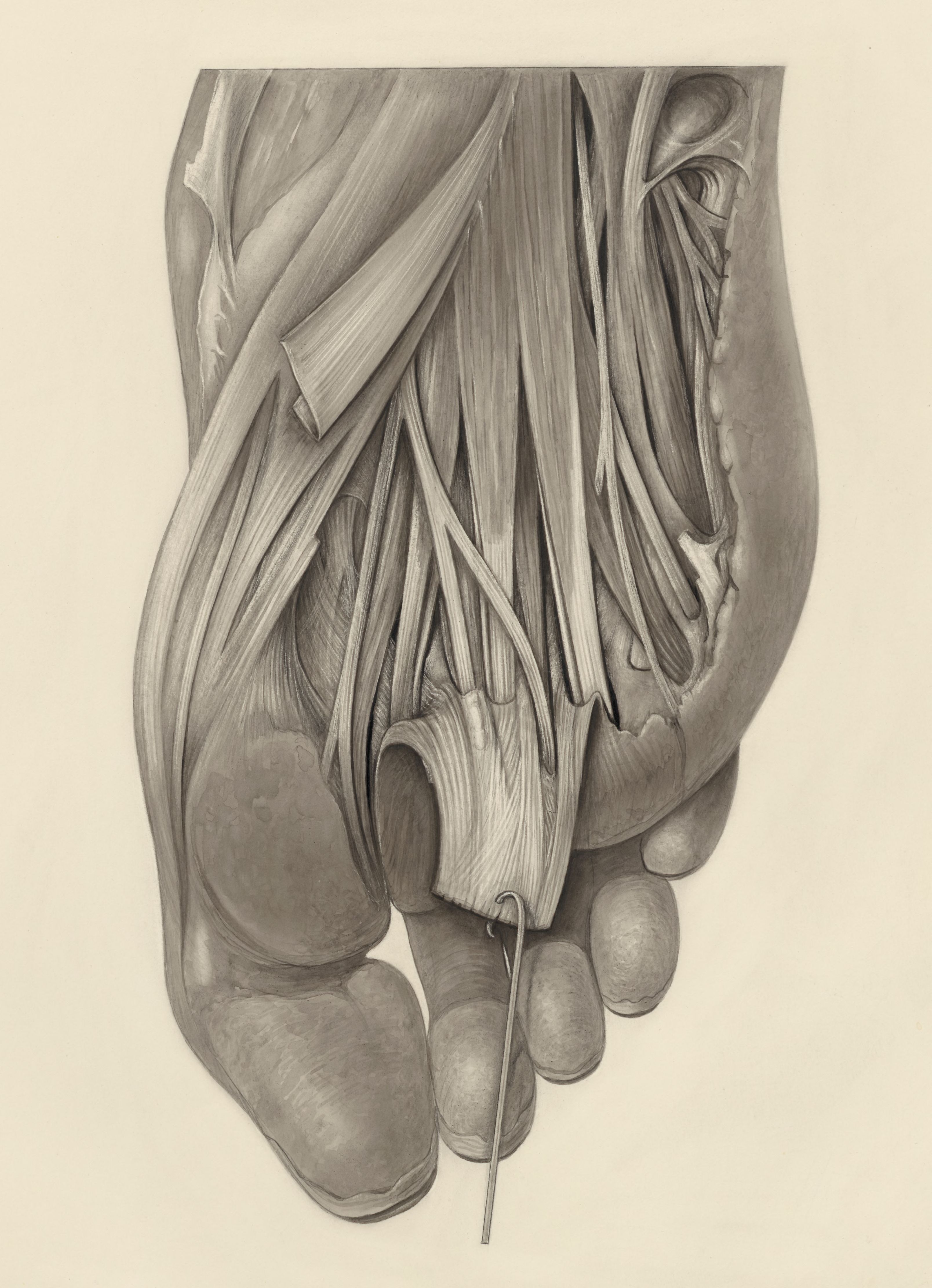 Muscular tissue of the foot