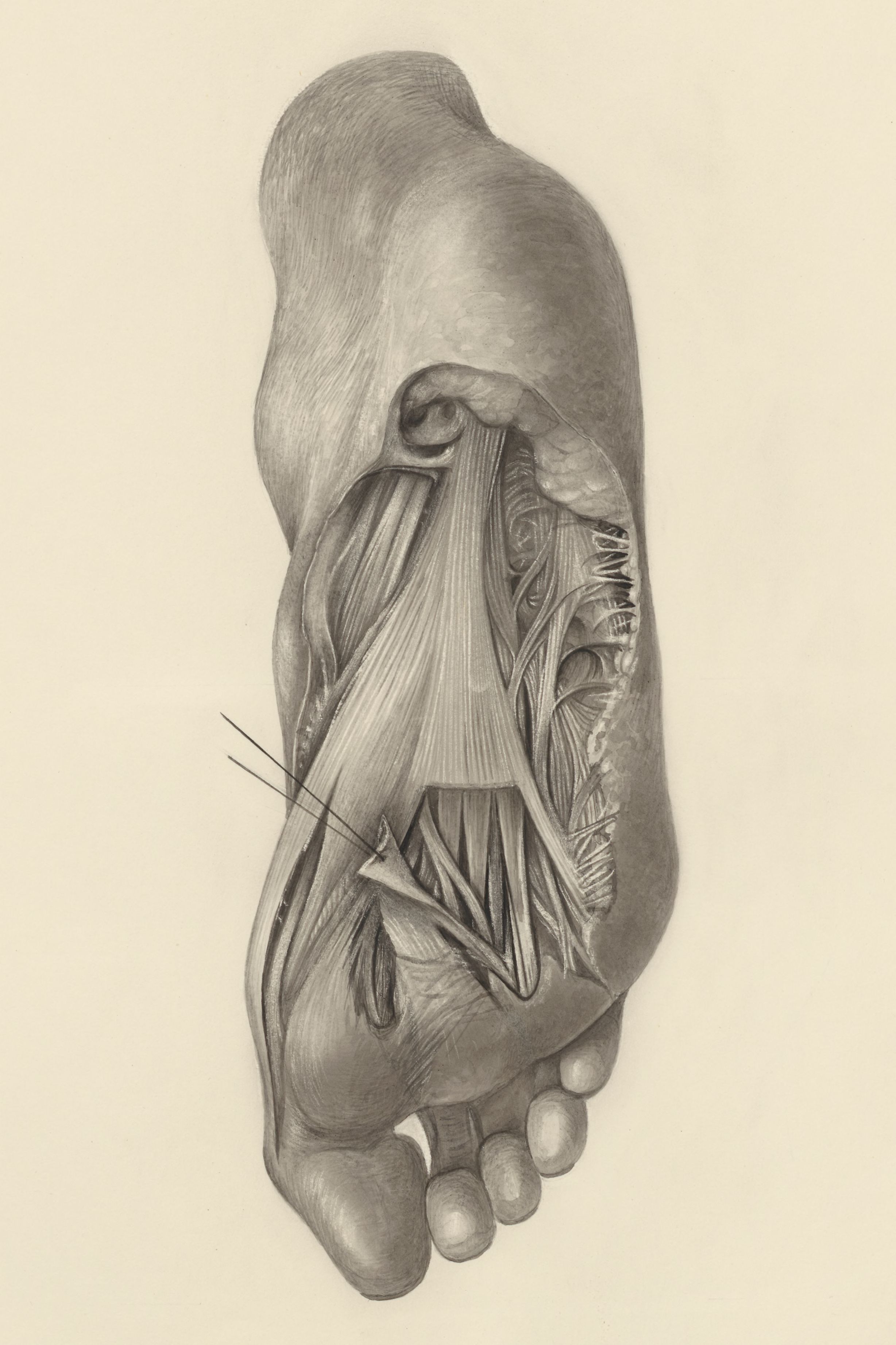 Muscular tissue of the foot