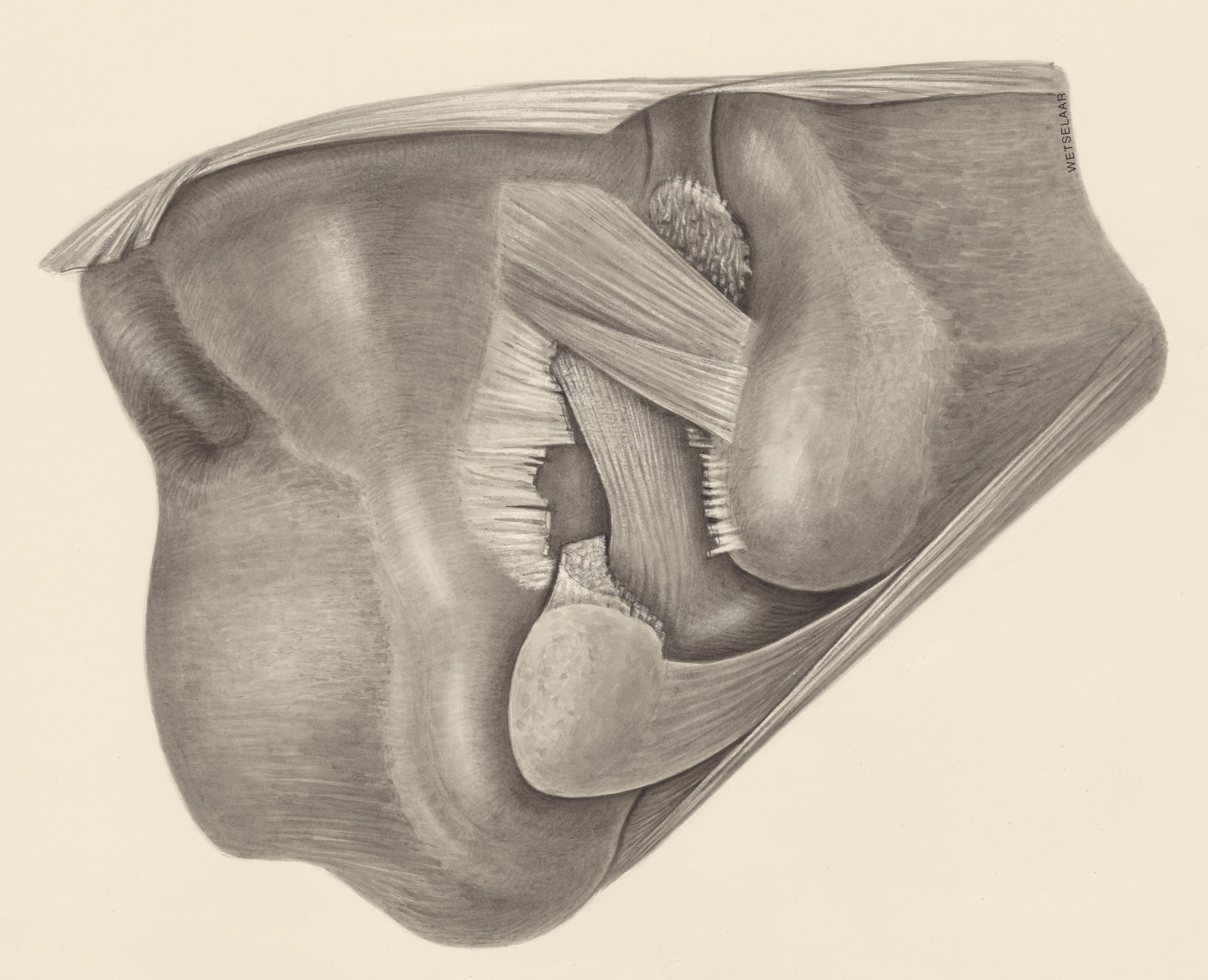 Muscular tissue on a joint
