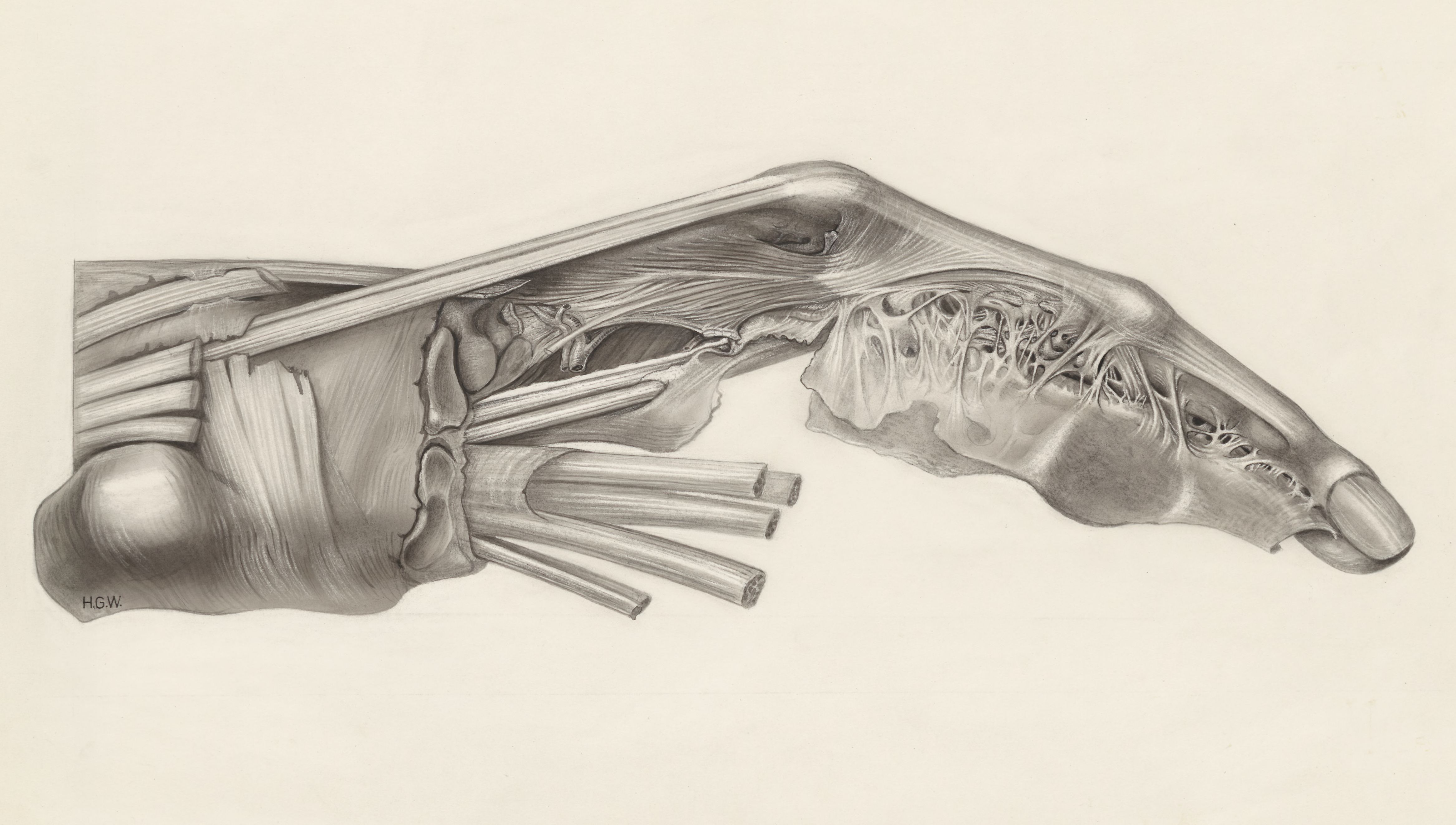 Muscular tissue of the index finger