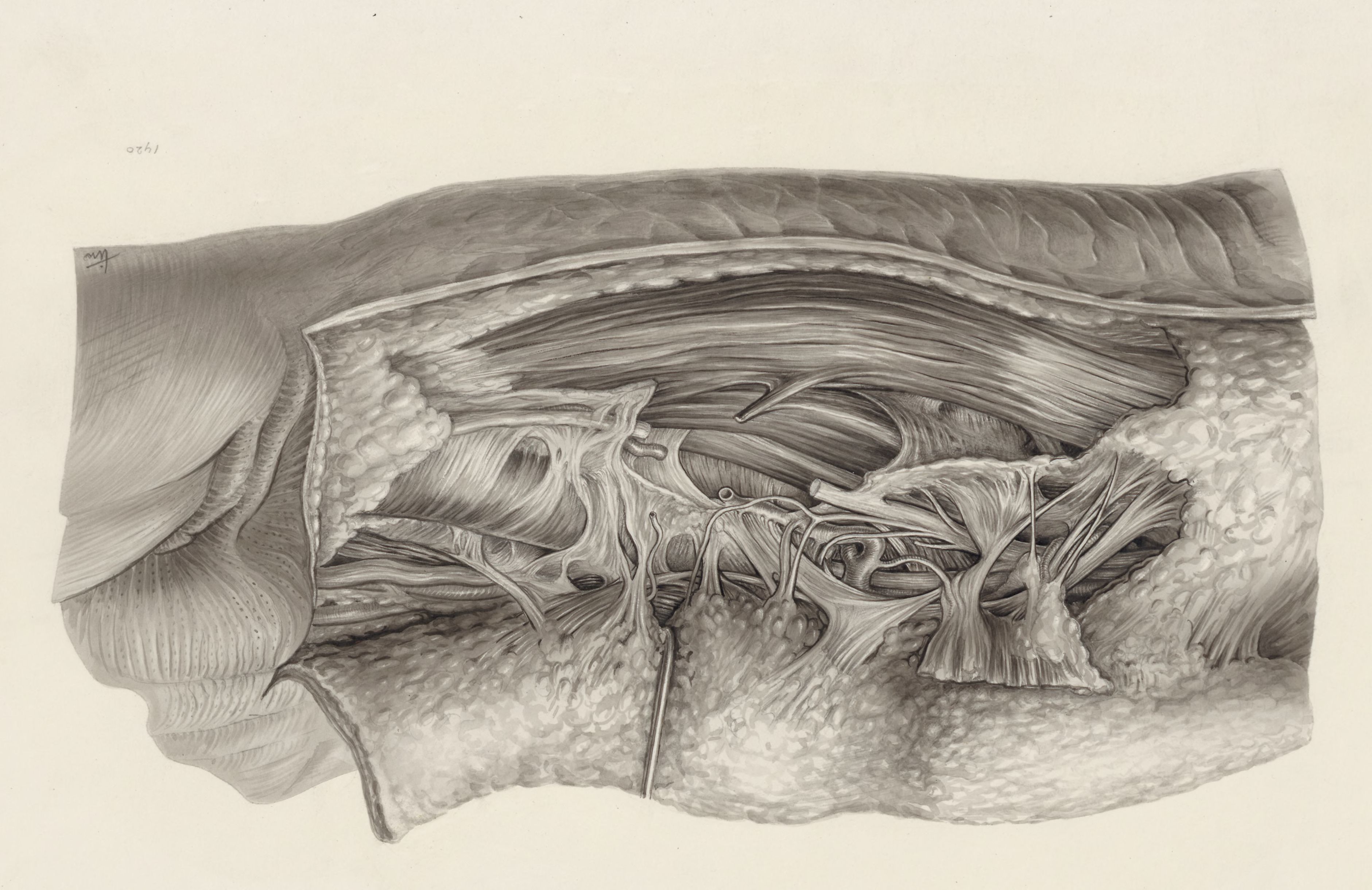 Muscular tissue of the hand