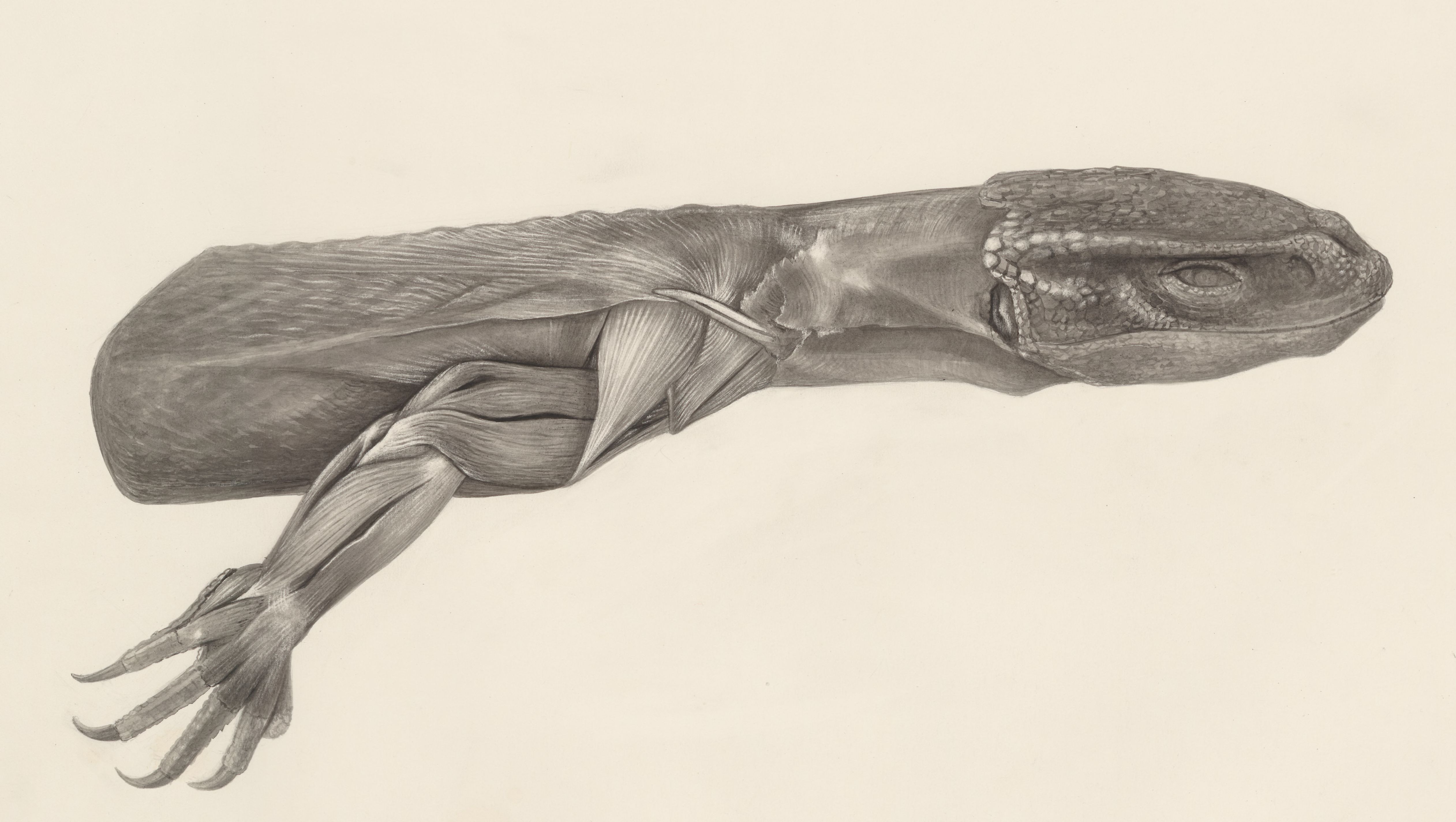 Muscular tissue of a lizards leg
