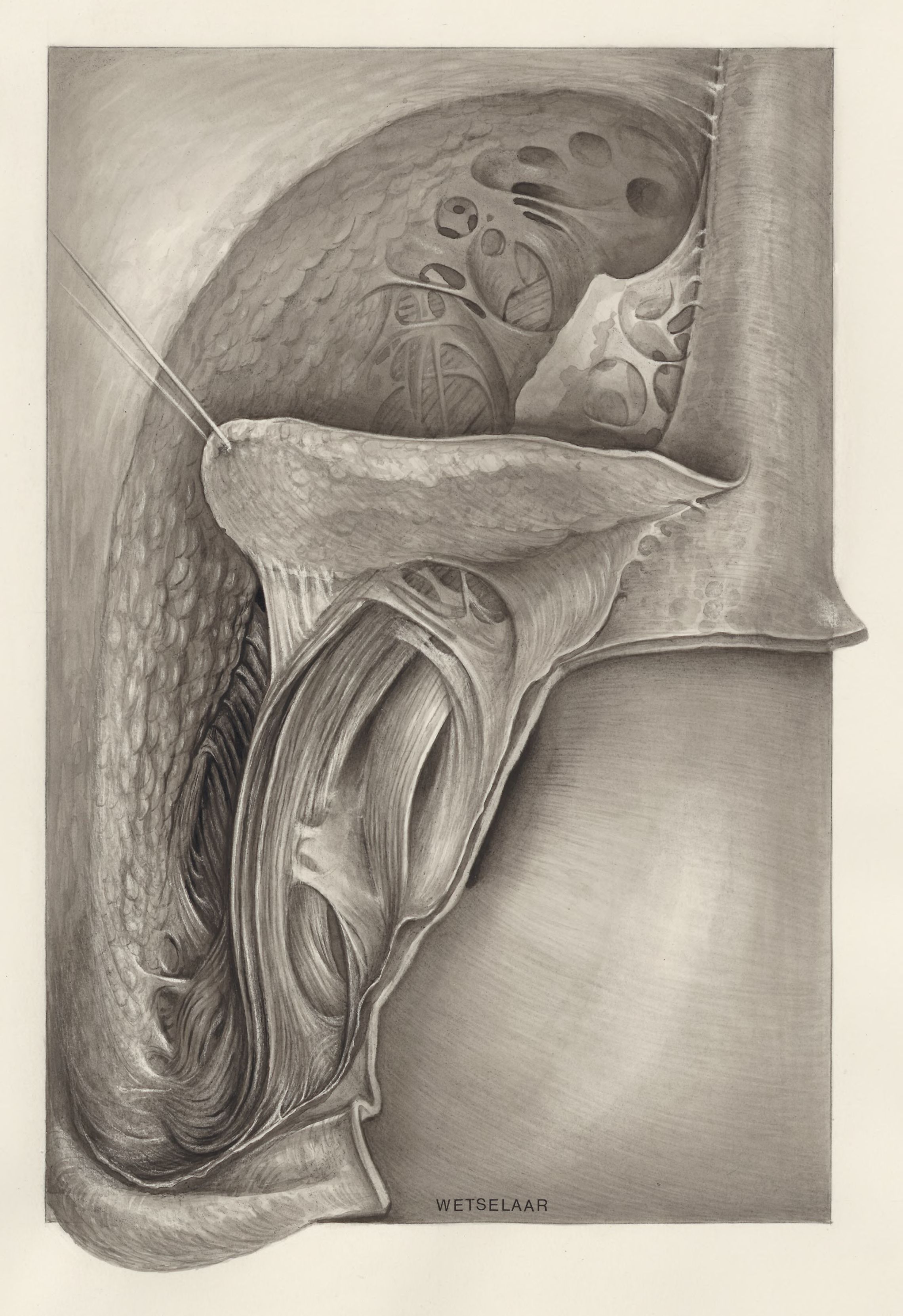 Tissue surrounding the fossa ischiorectalis