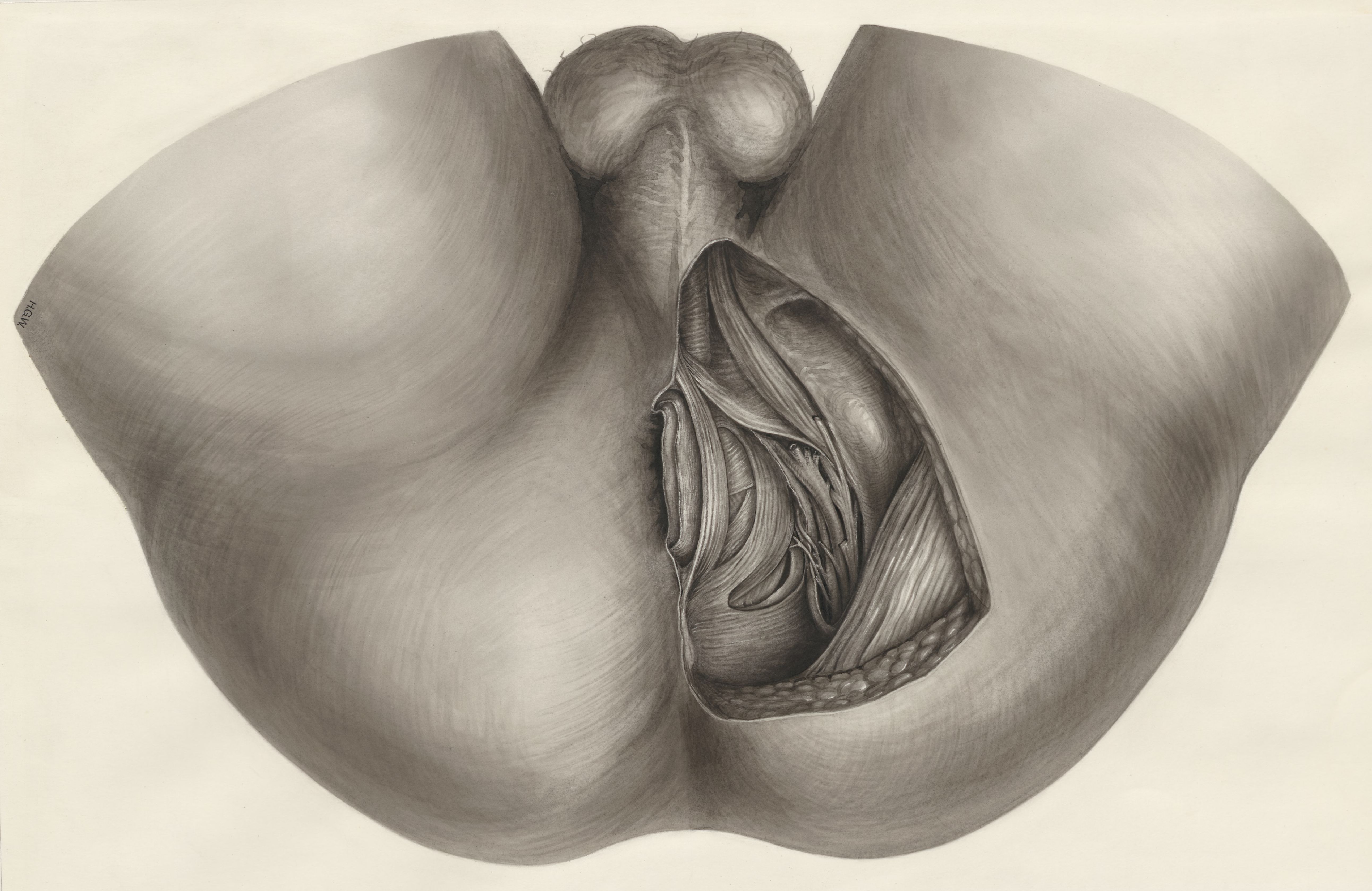 Tissue surrounding the fossa ischiorectalis