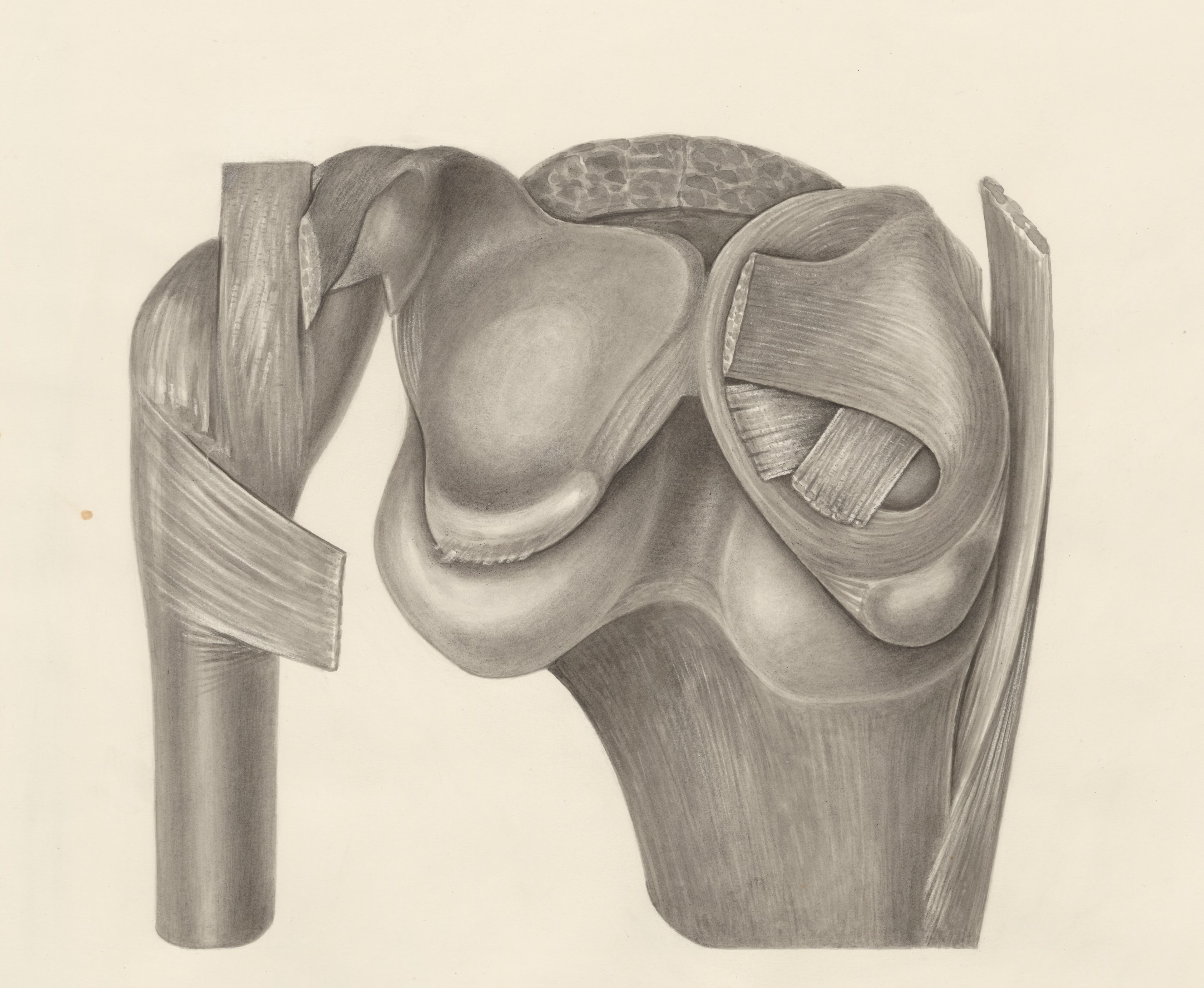 Muscular tissue on a joint