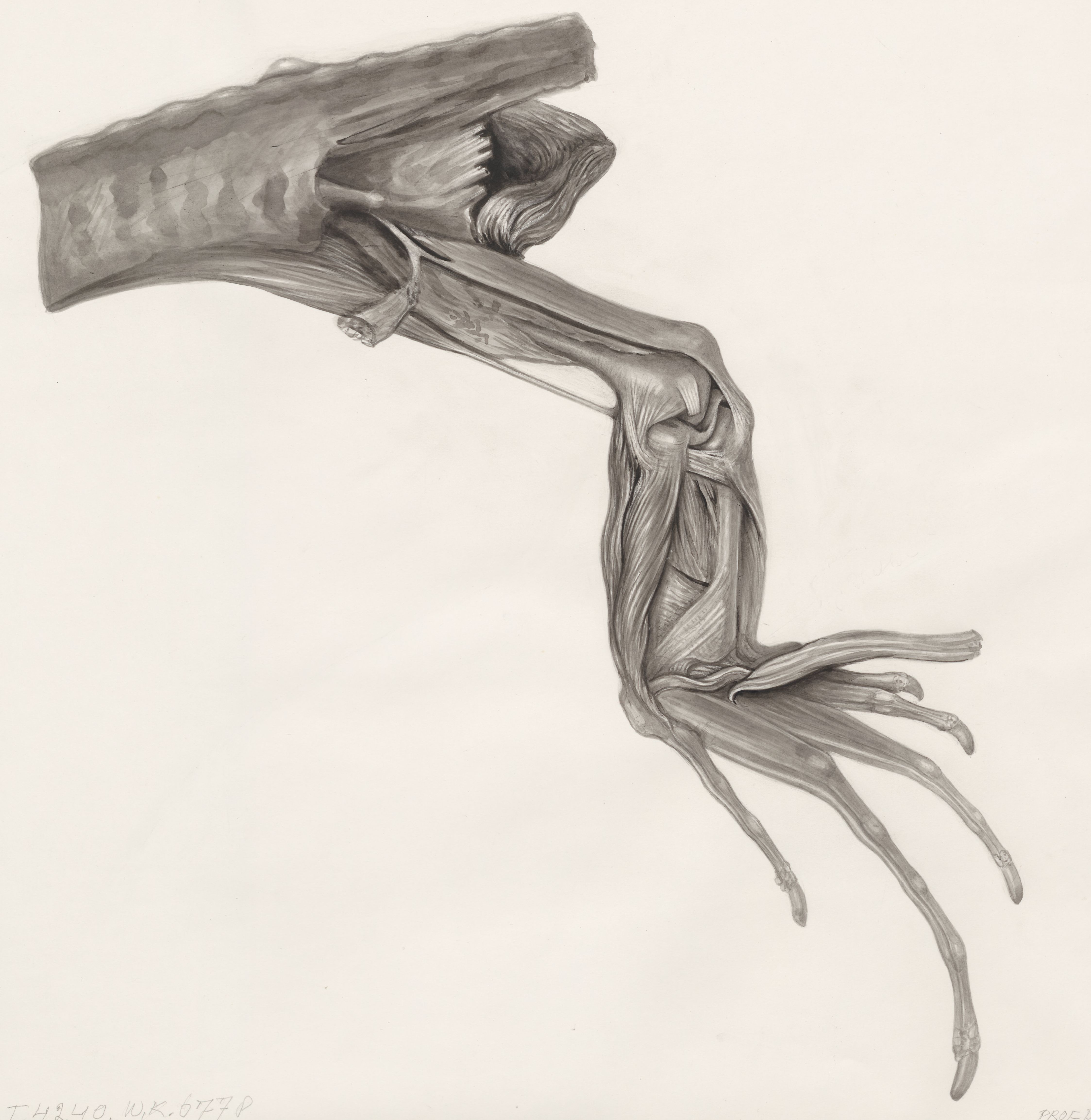 Muscular tissue of a lizards leg