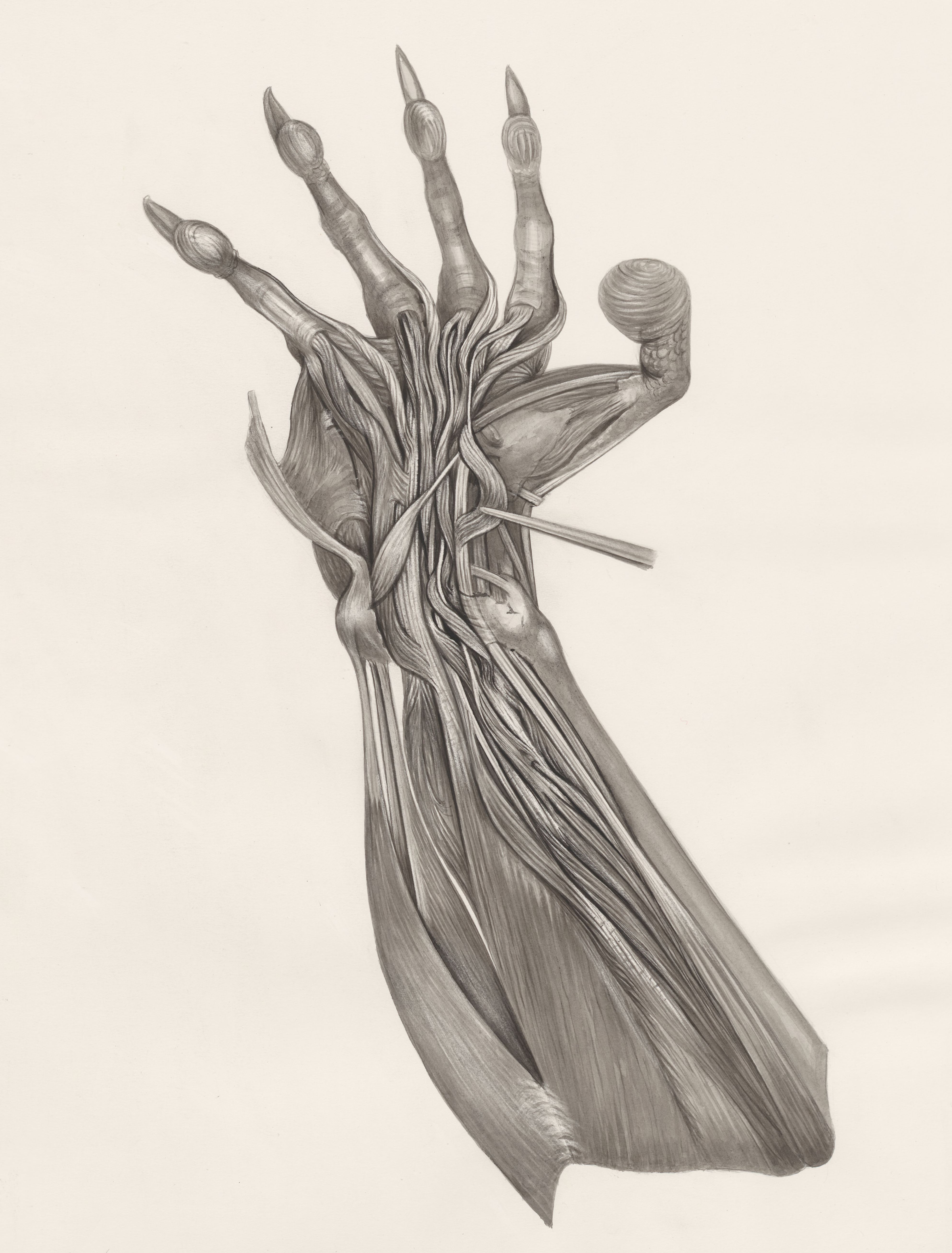Muscular tissue on an animal leg