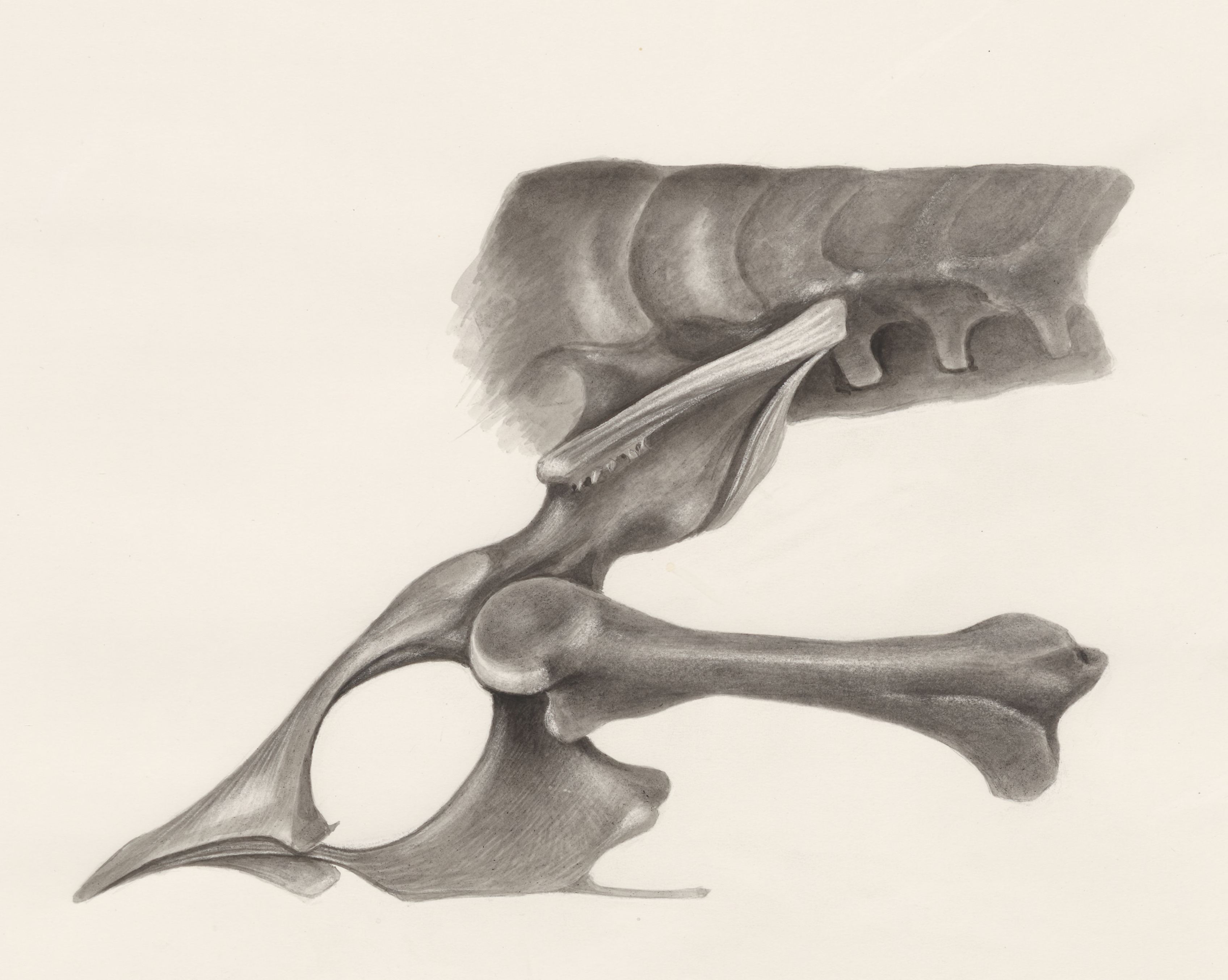 Joint bone of a lizard