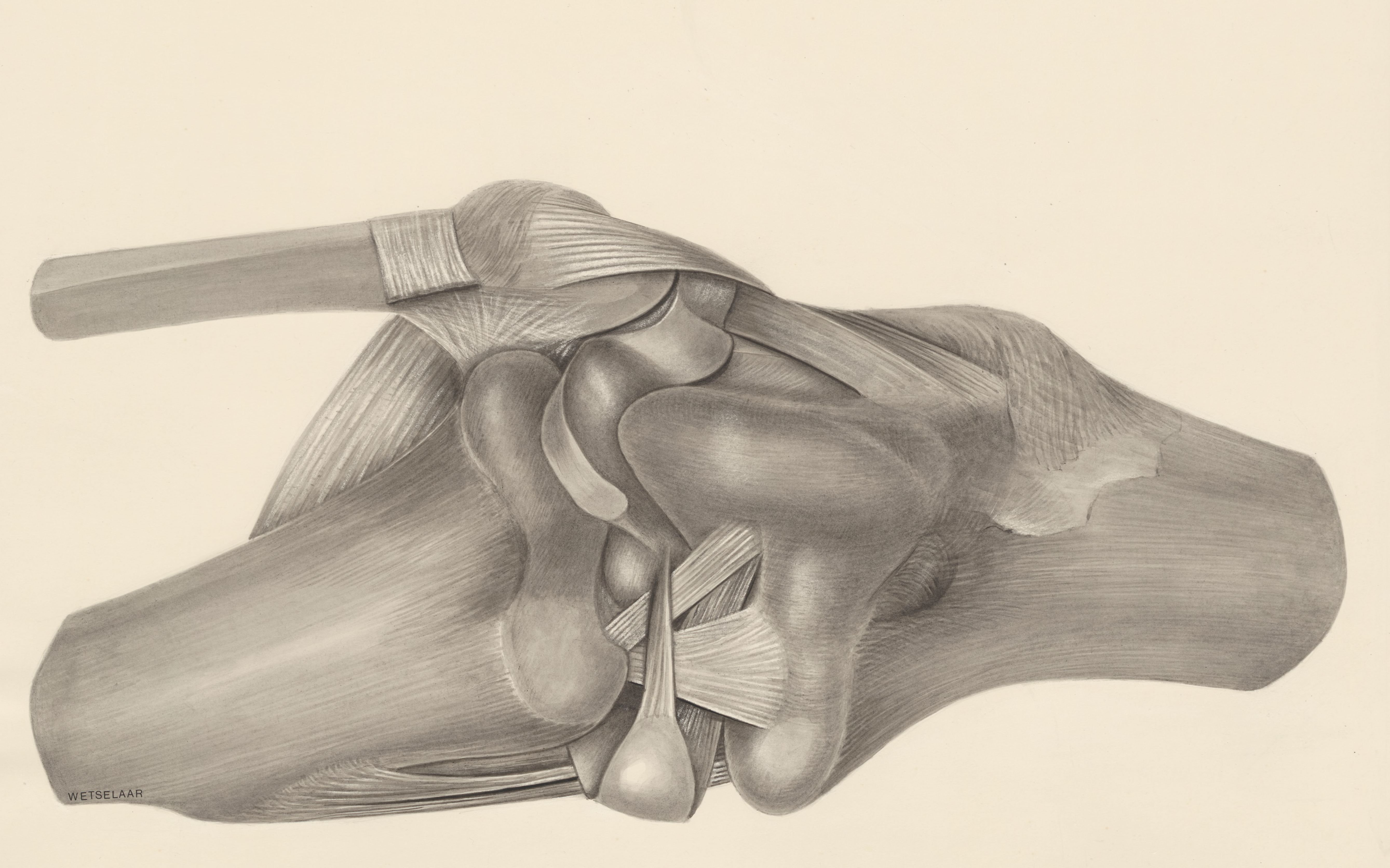Muscular tissue on the hind leg of a lizard