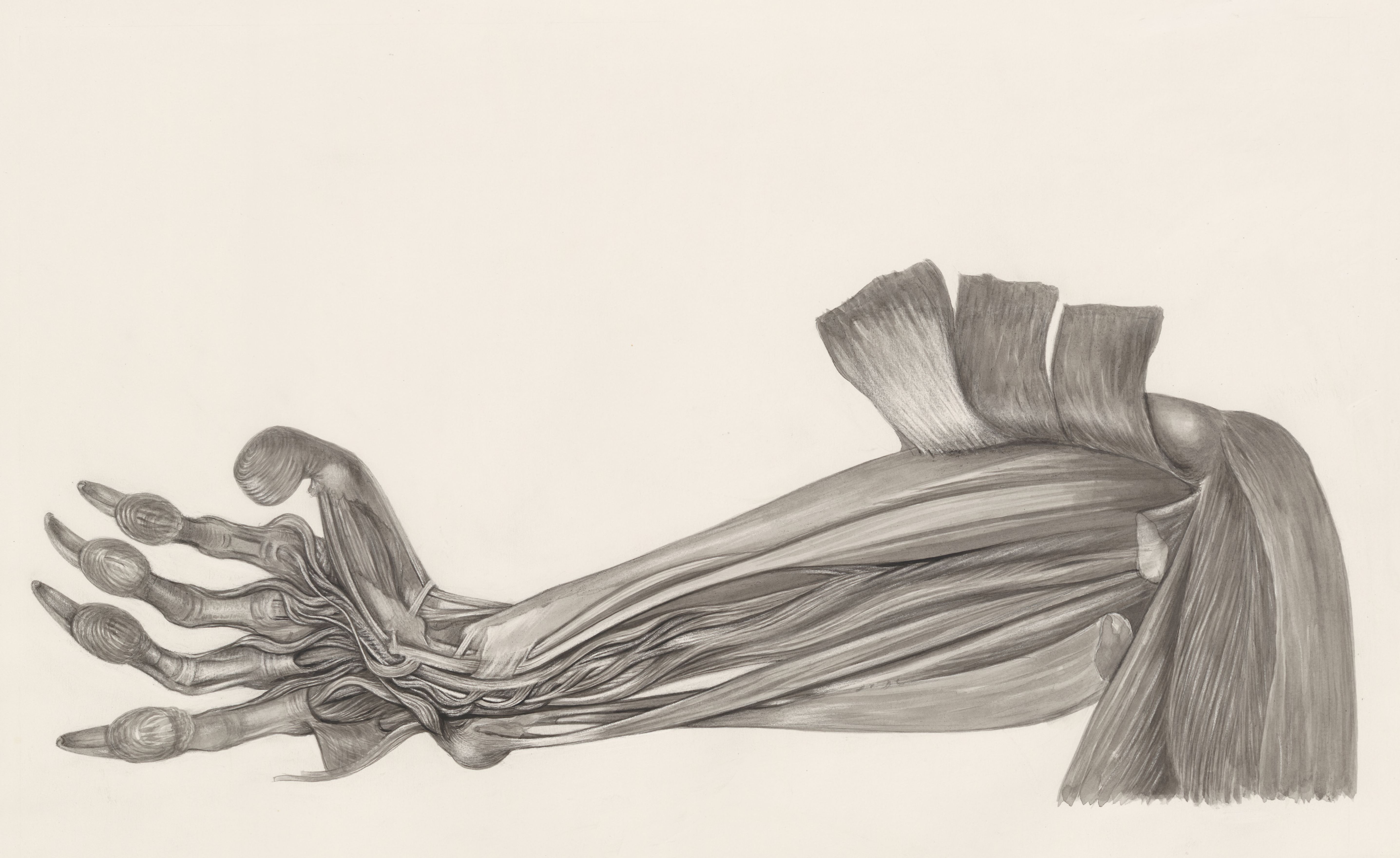 Muscular tissue of an animal arm