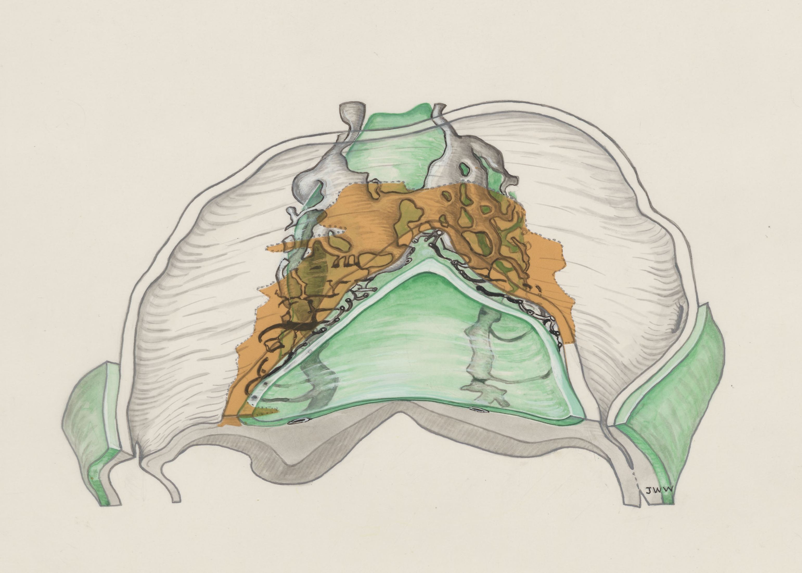 Four somites of a mouse