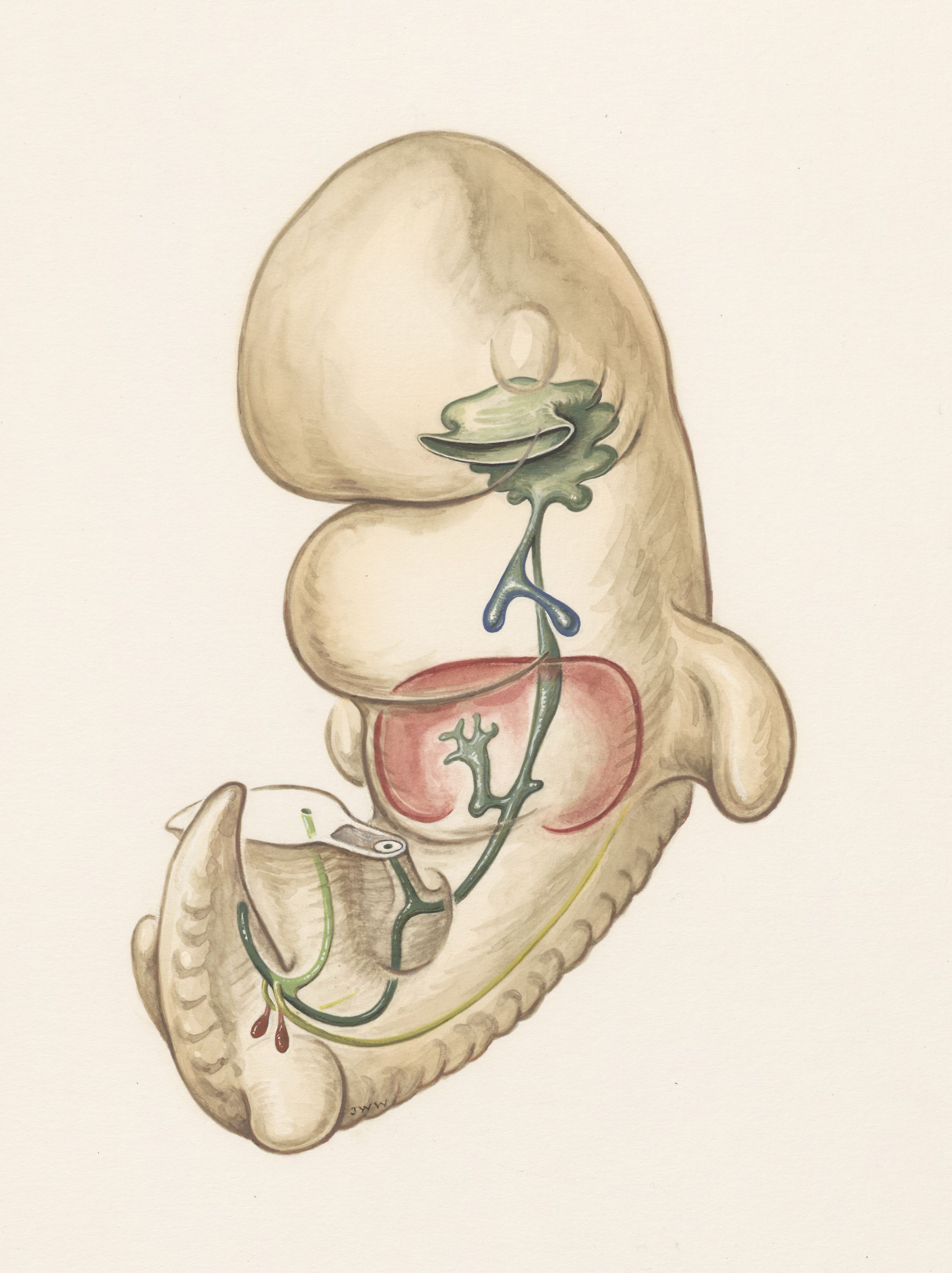 Internal organs of a human embryo