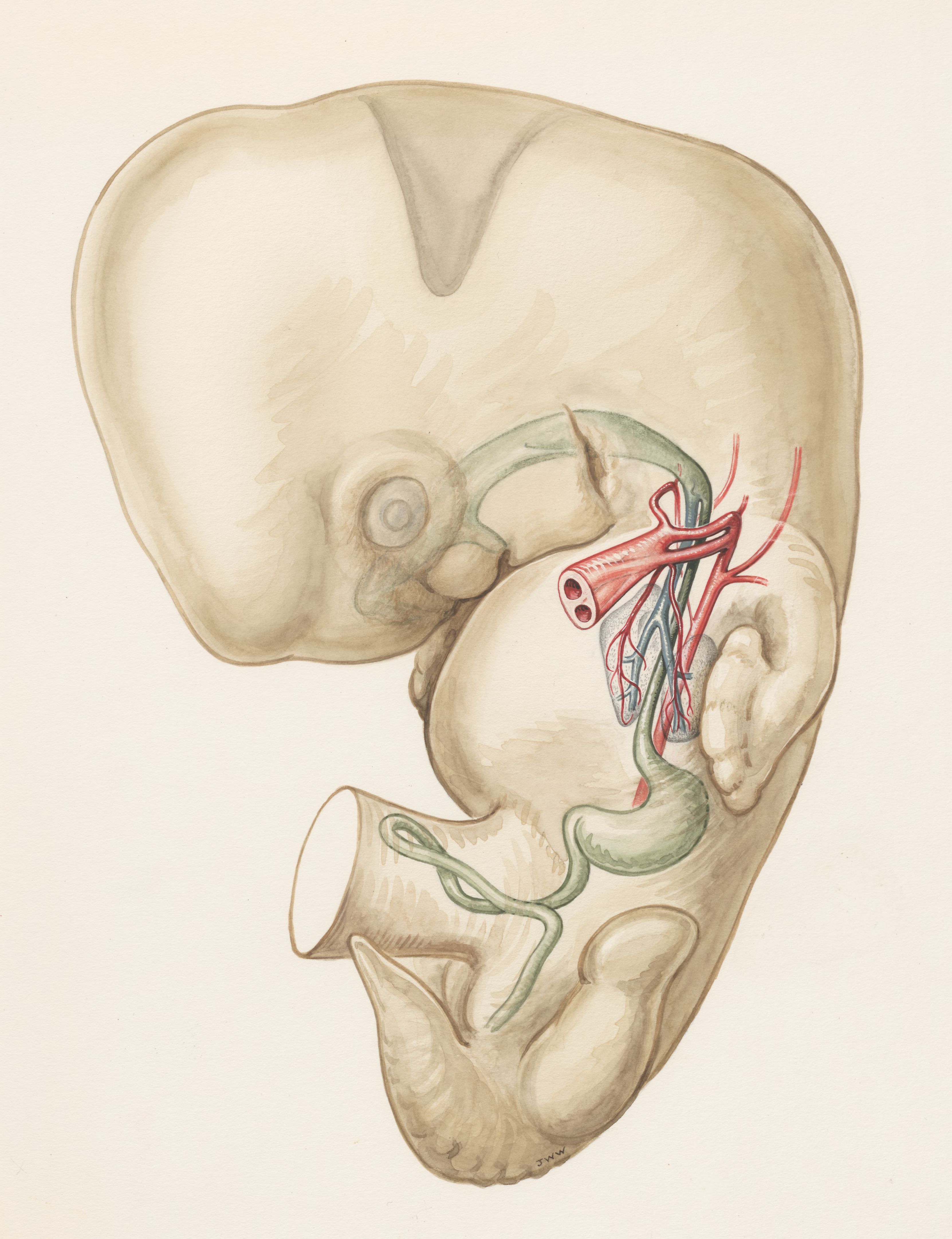Internal organs of a human embryo