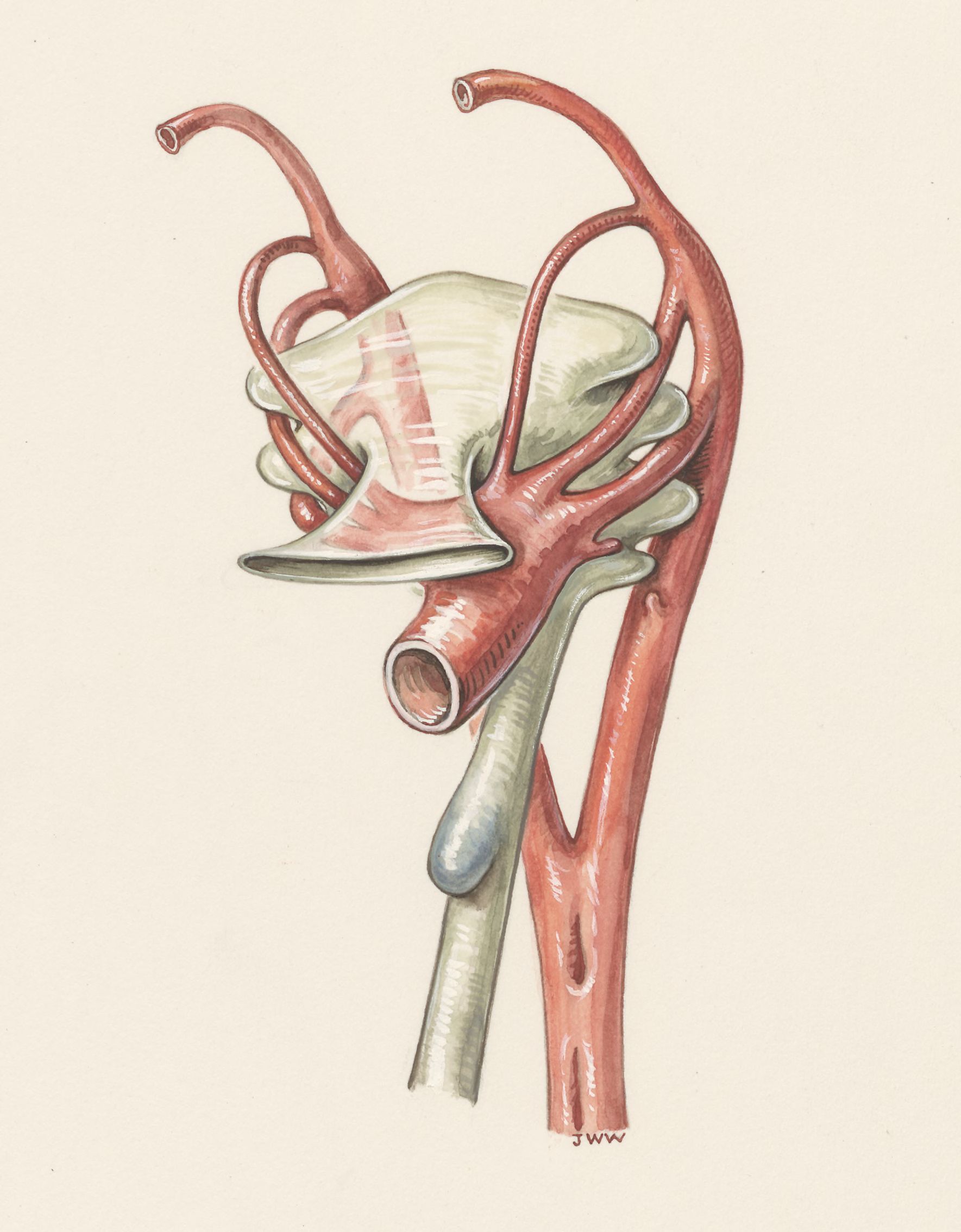 Veins of a human embryo