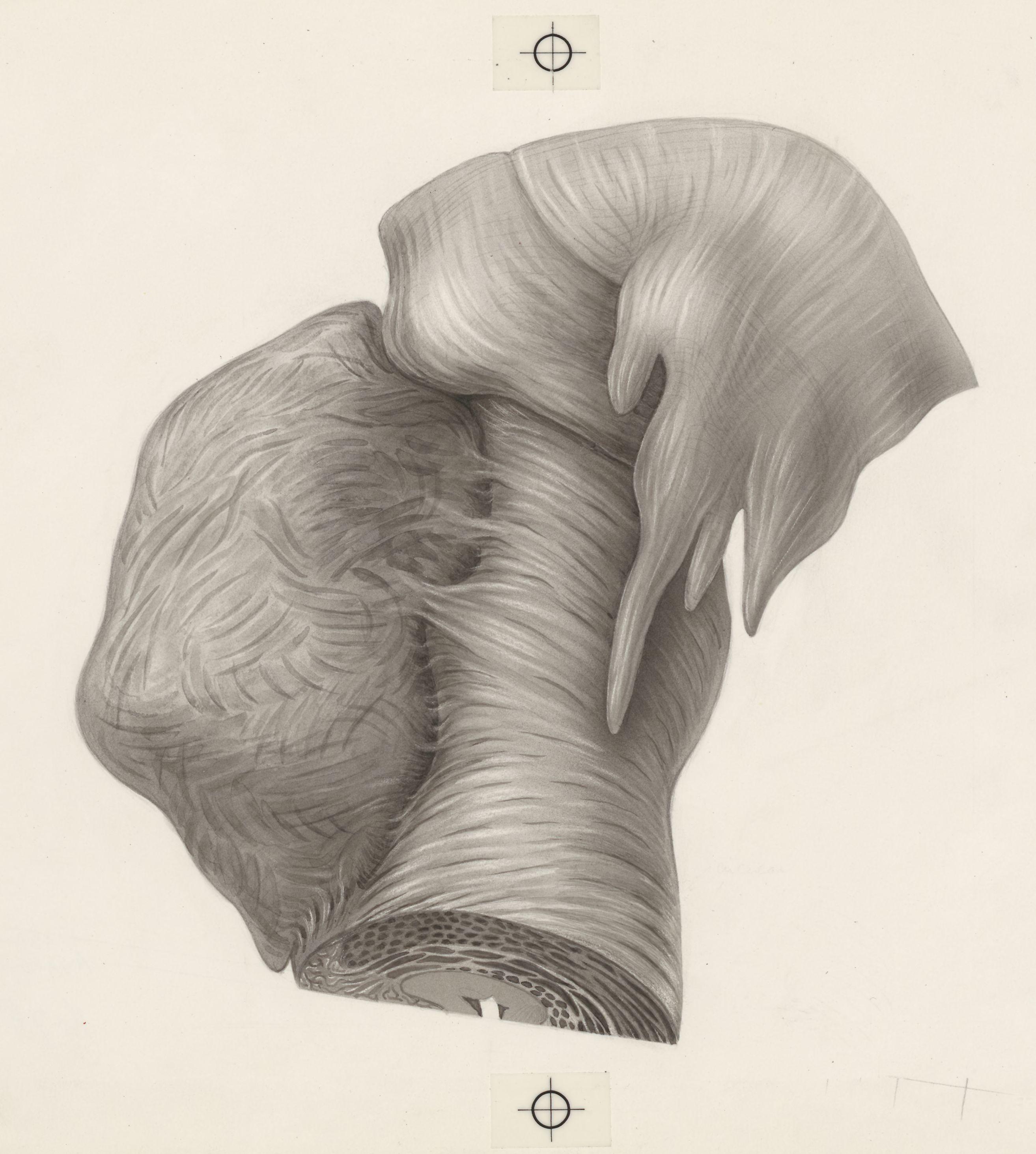 Human tissue