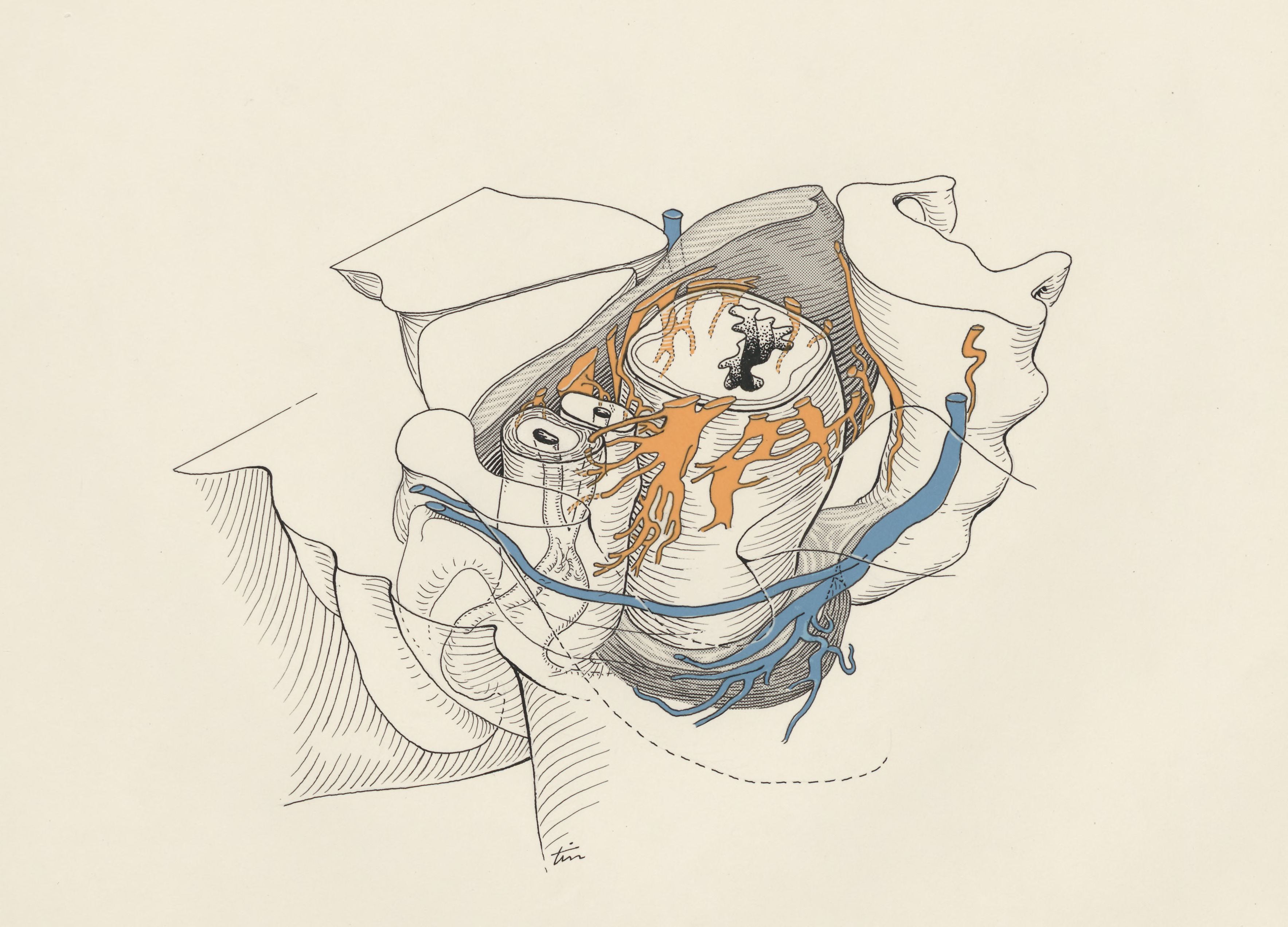 Embryonic tissue