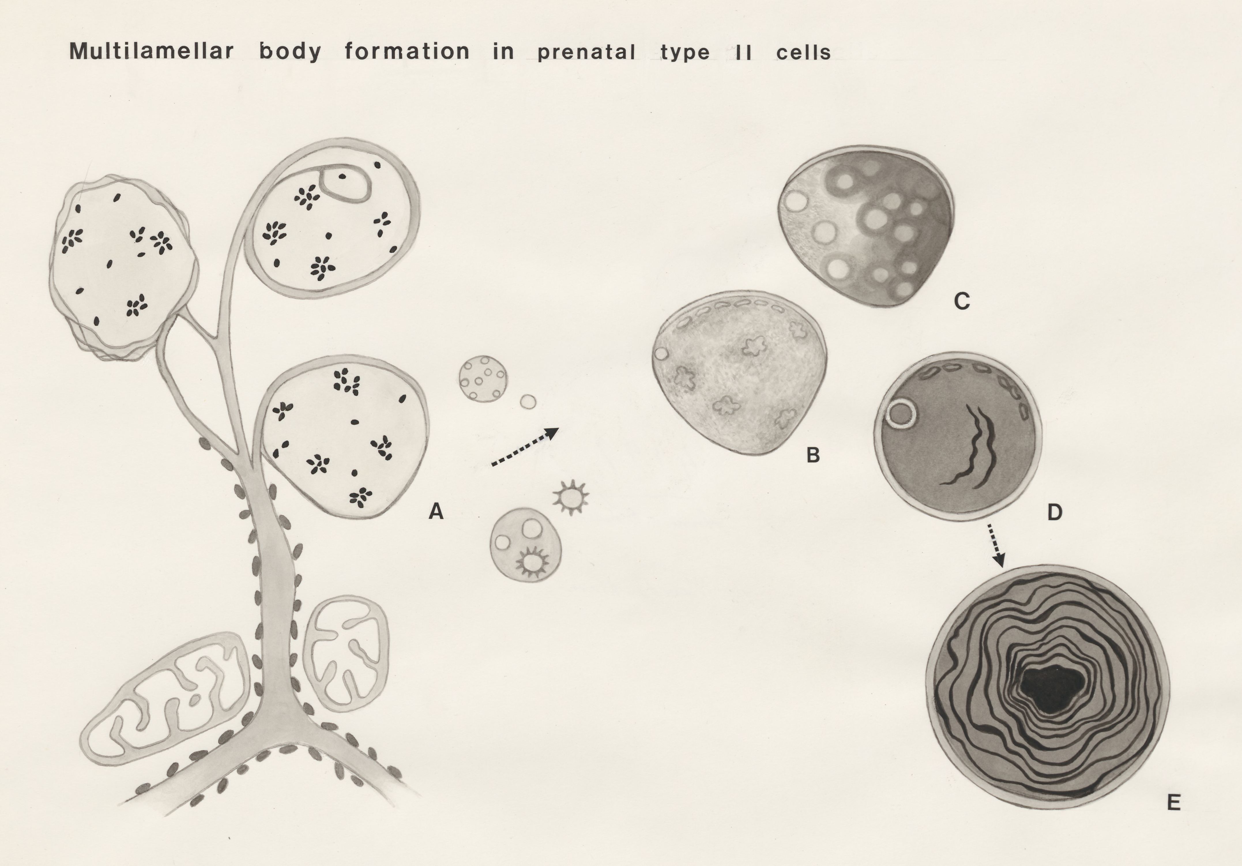 Multilamellar body formation in prenatal type II cells