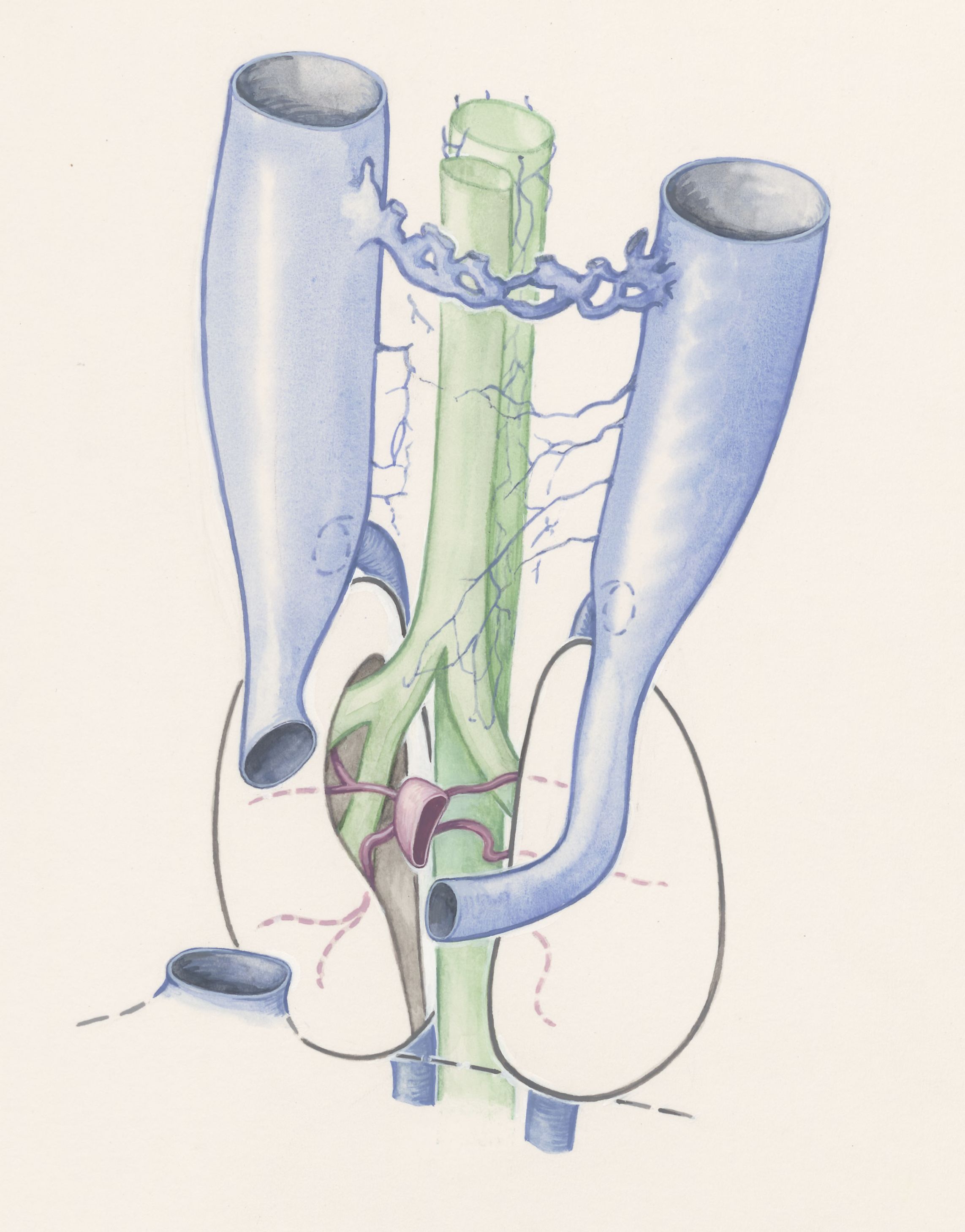 Internal organs of a human embryo