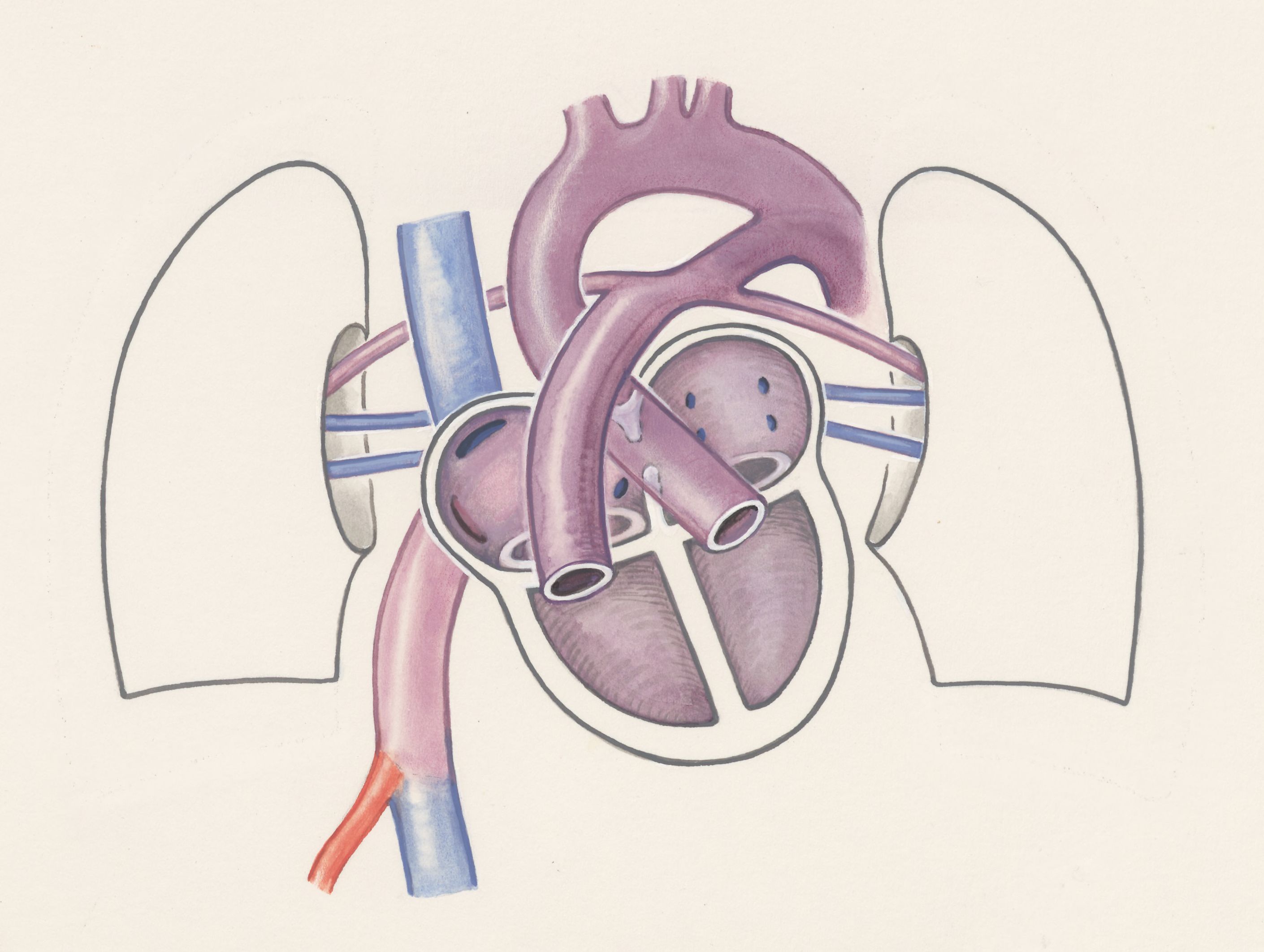 Prenatal organs