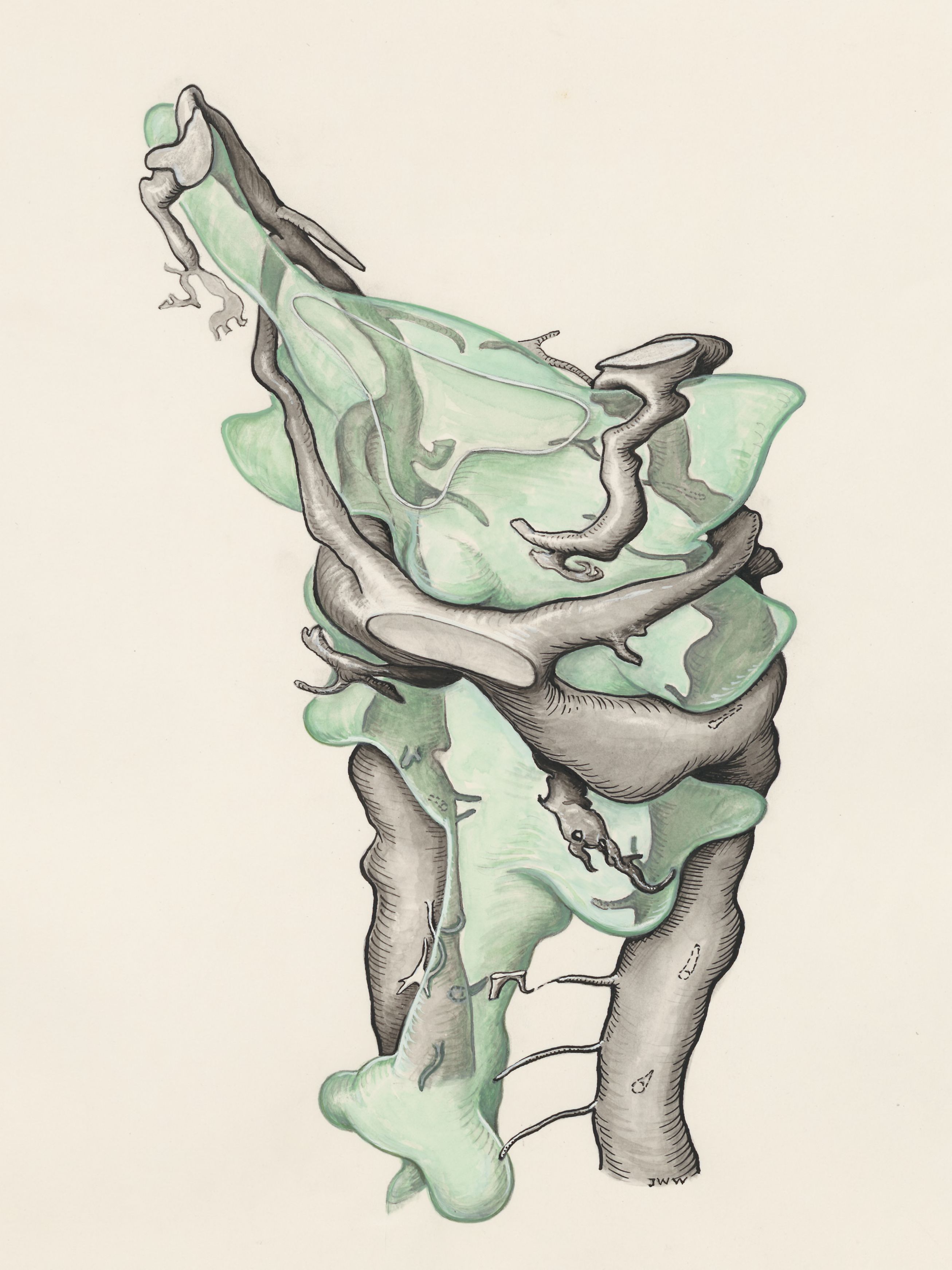 Embryonic somites