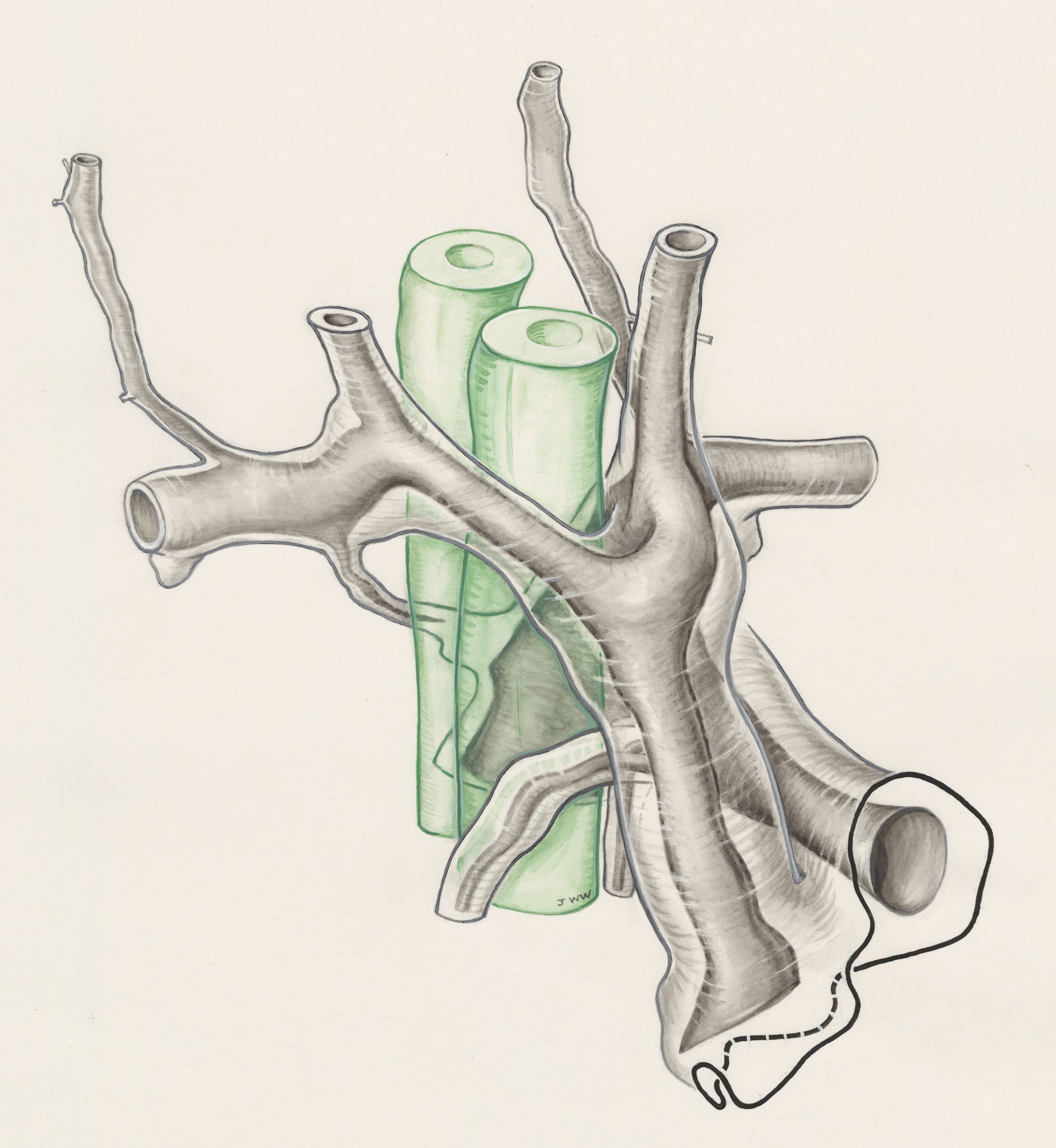 Rat embryo