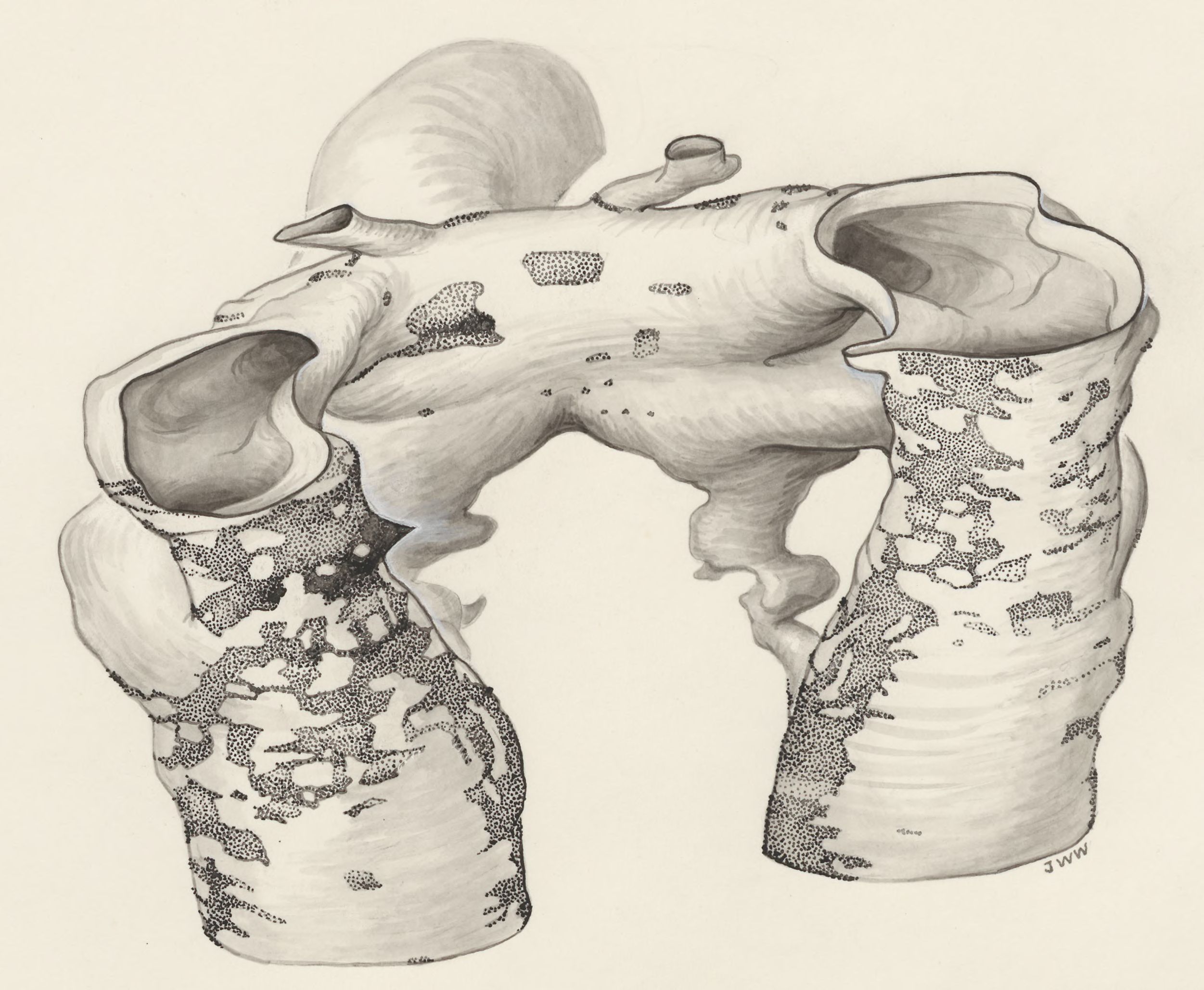 Rat embryo