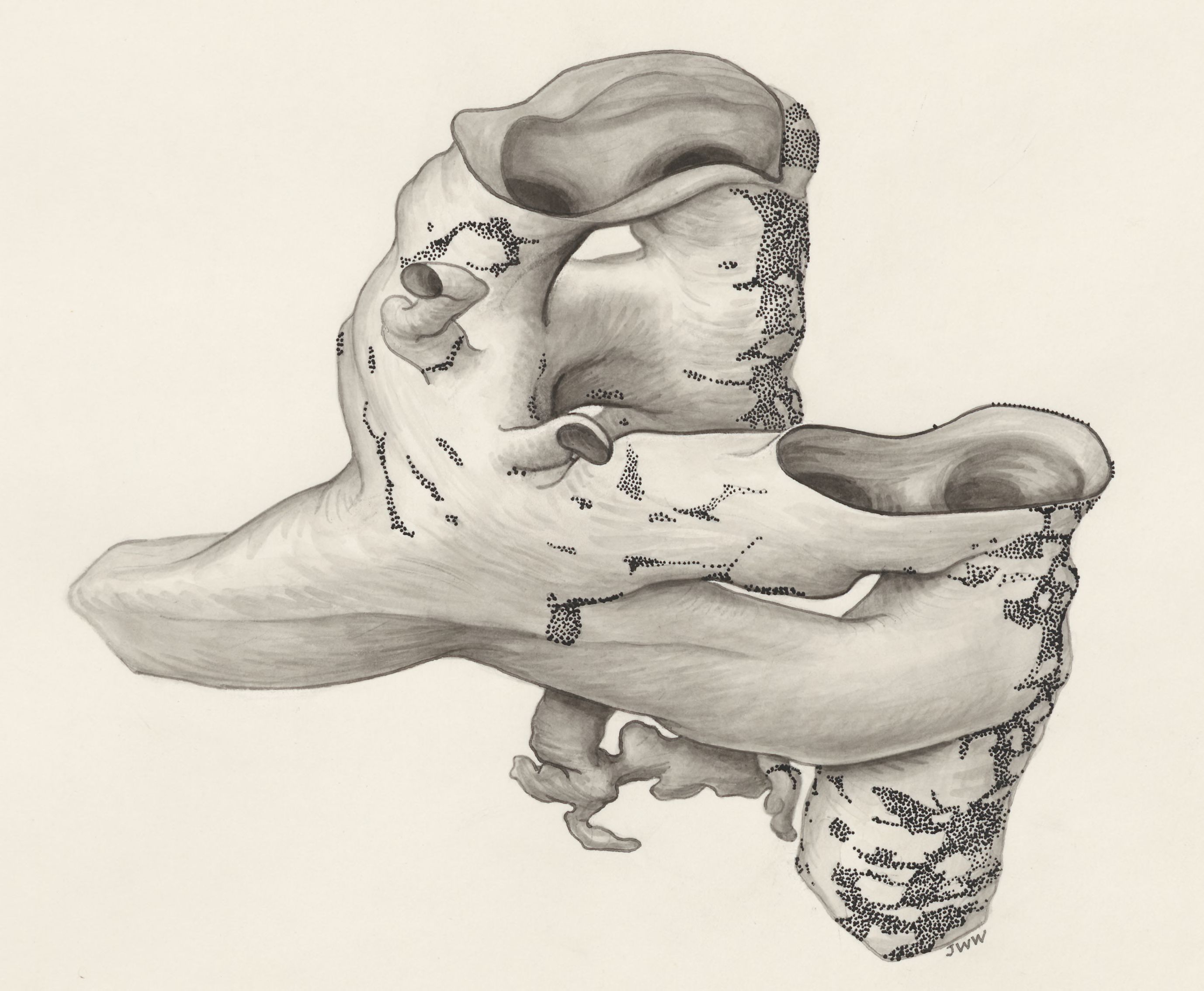 Rat or human embryo