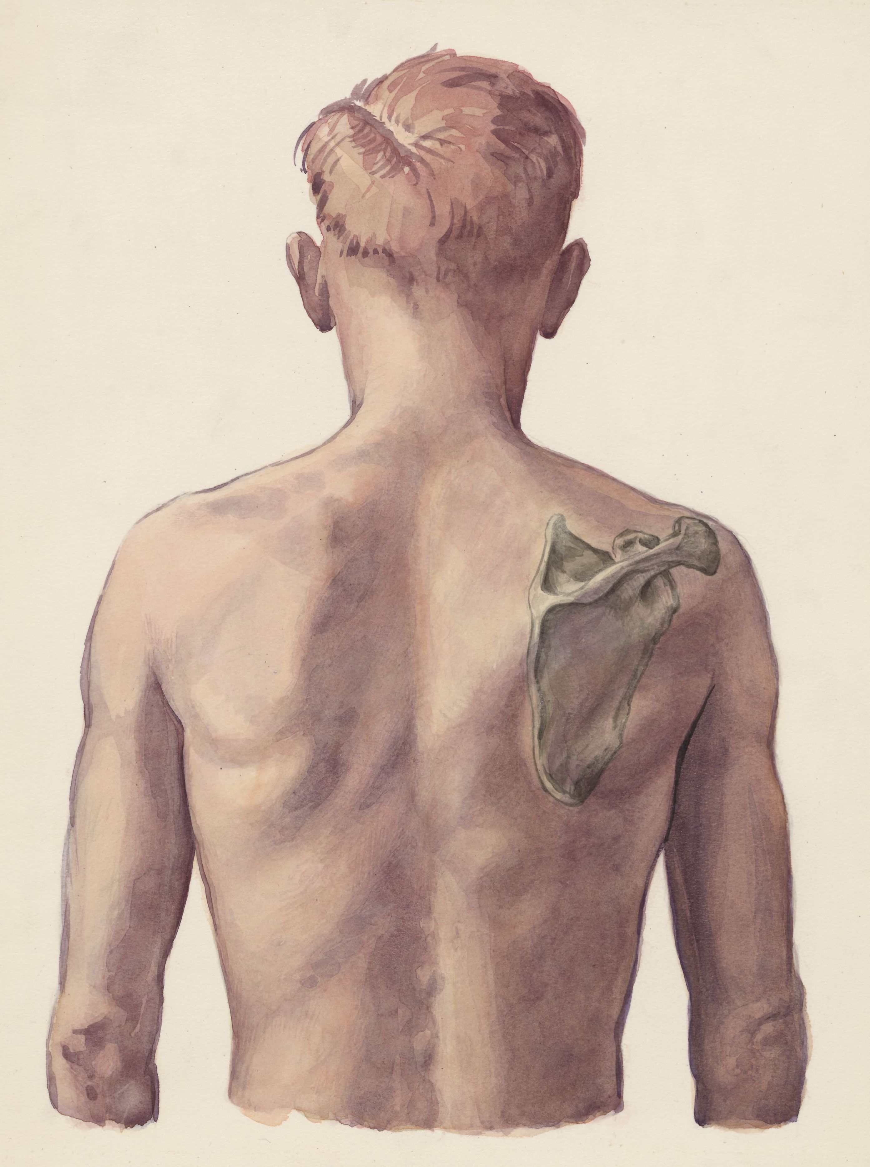 Shoulder joint