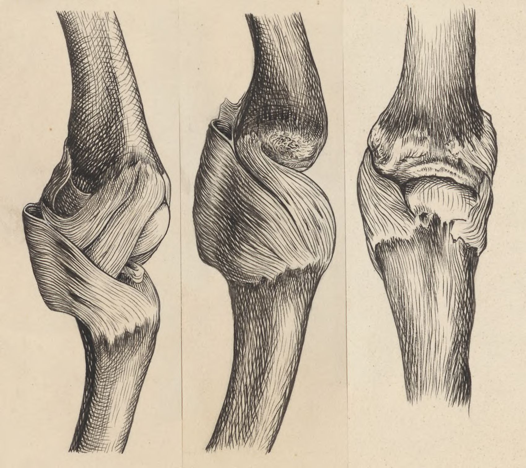 Joints of the hand or fingers