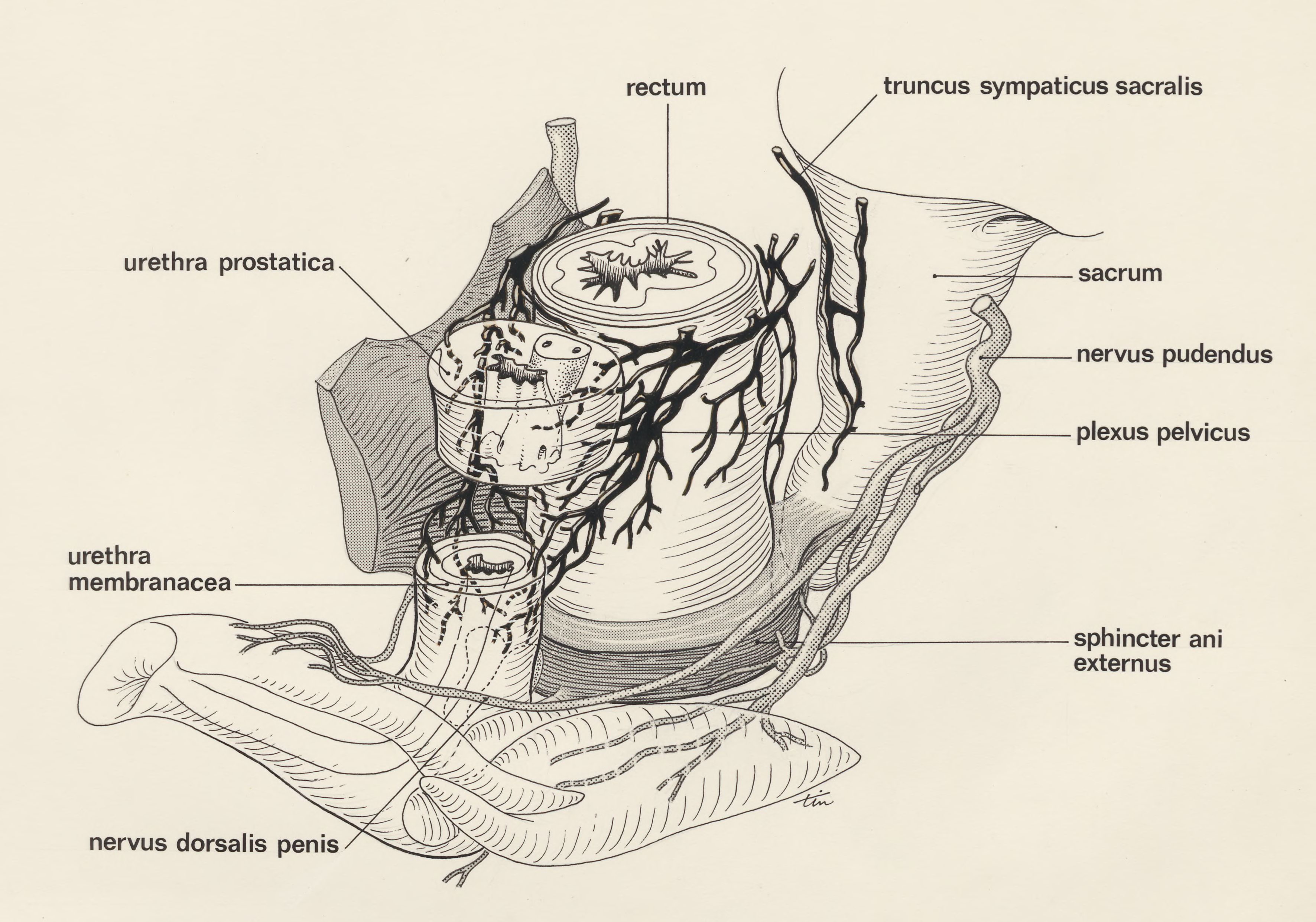 Schematic representation of male genital system