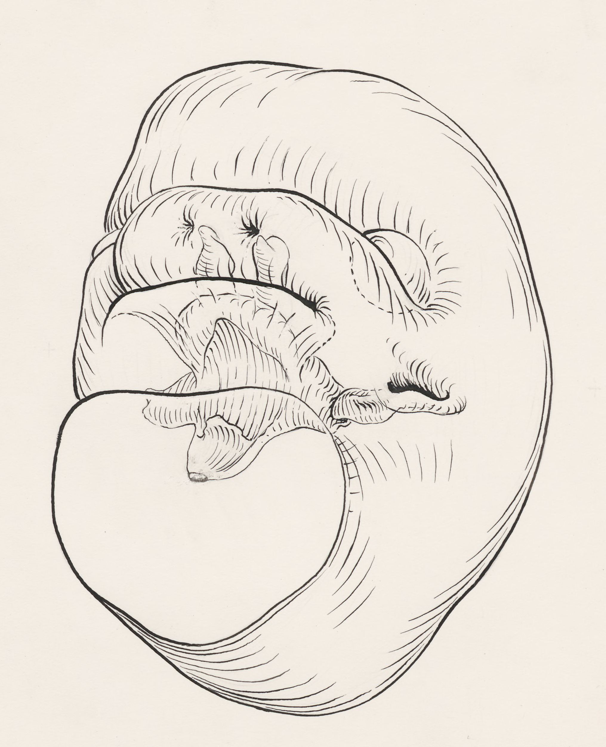 Head of the human embryo