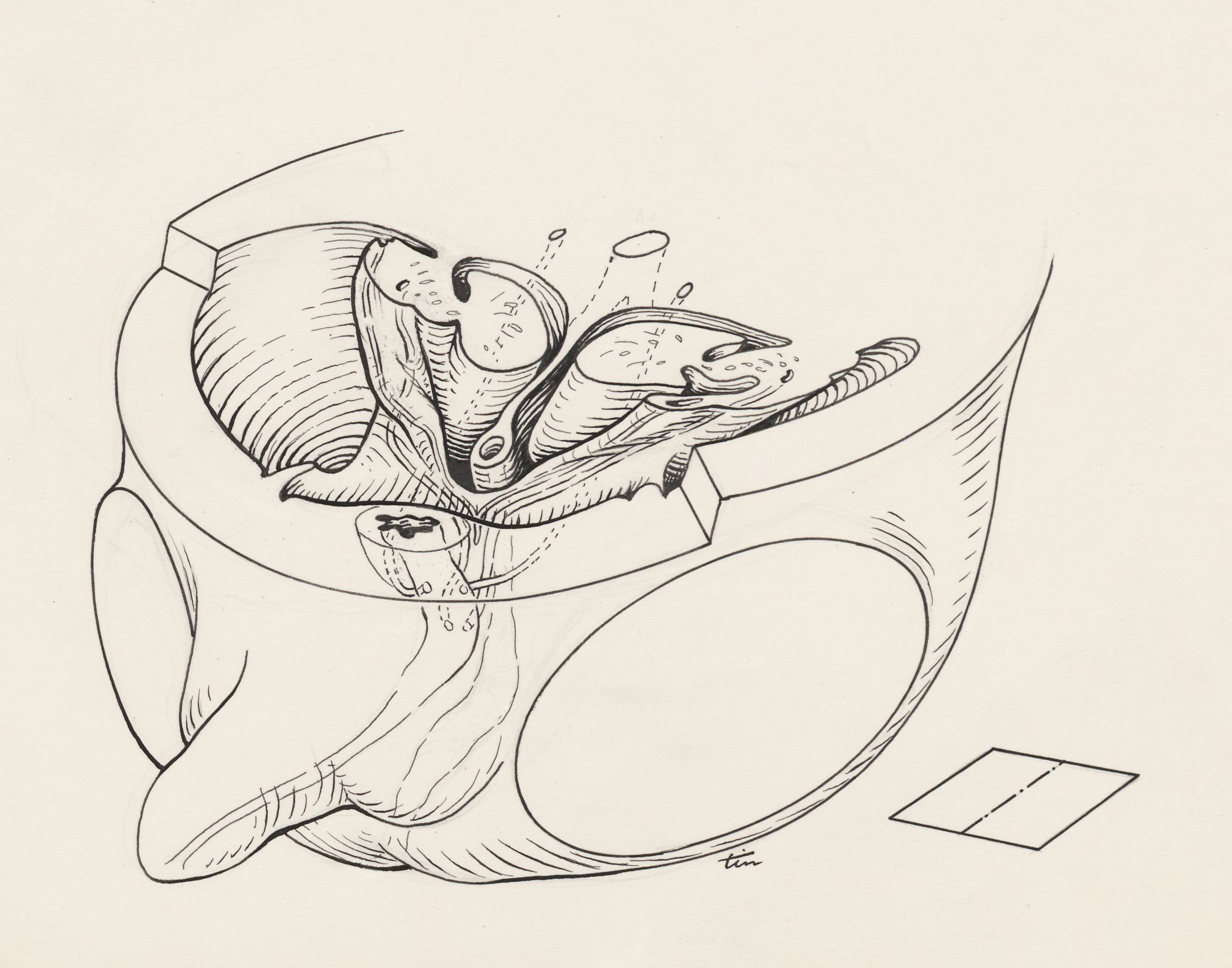 Cross section of the human embryo
