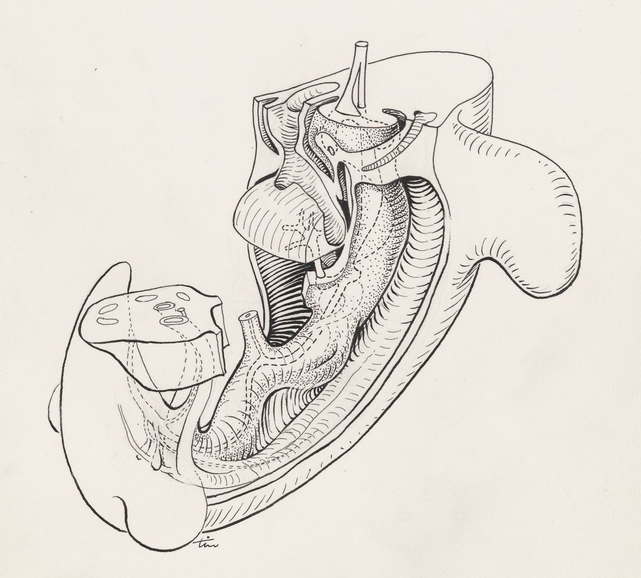 Tissue of the human embryo