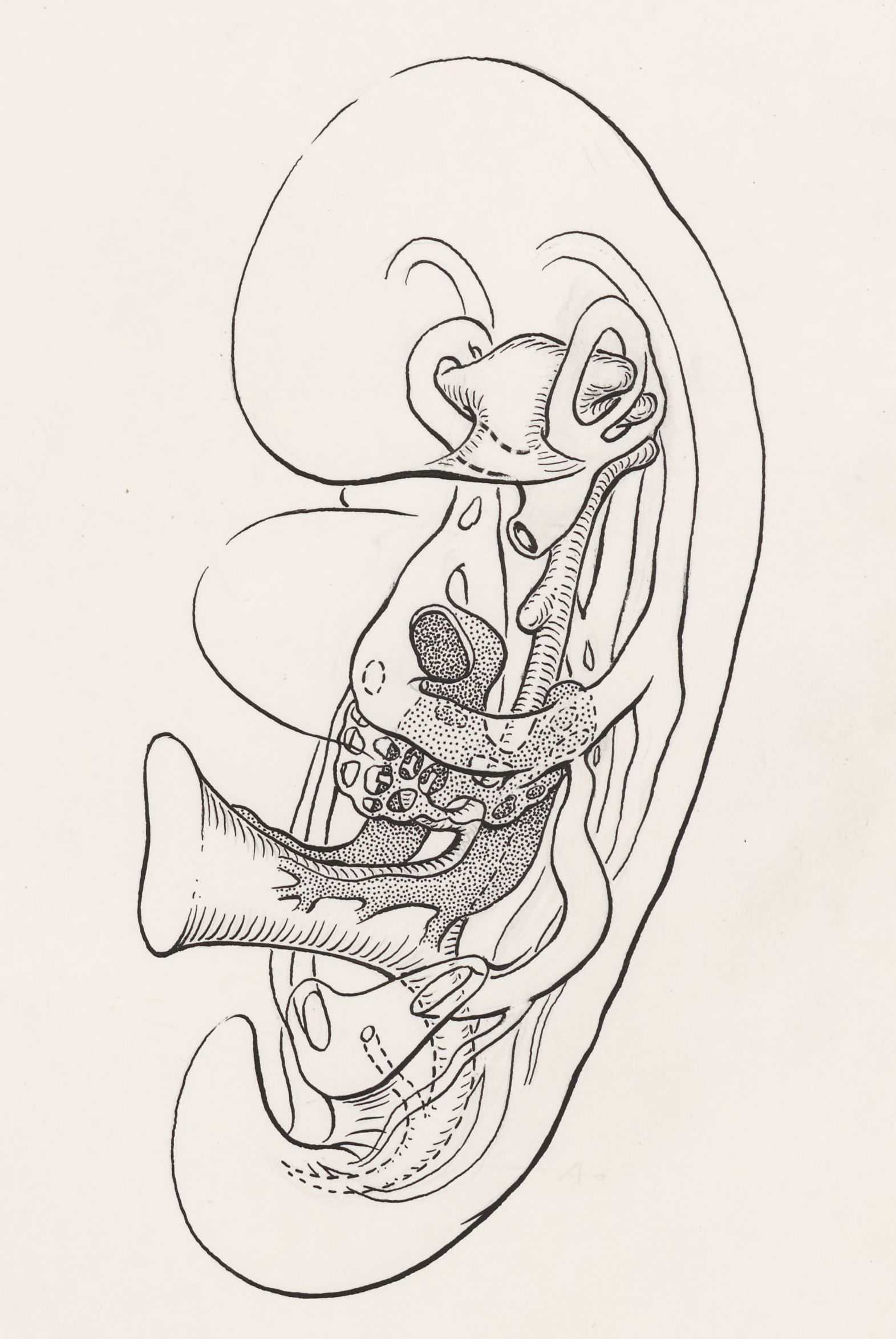 Internal organs of the human embryo