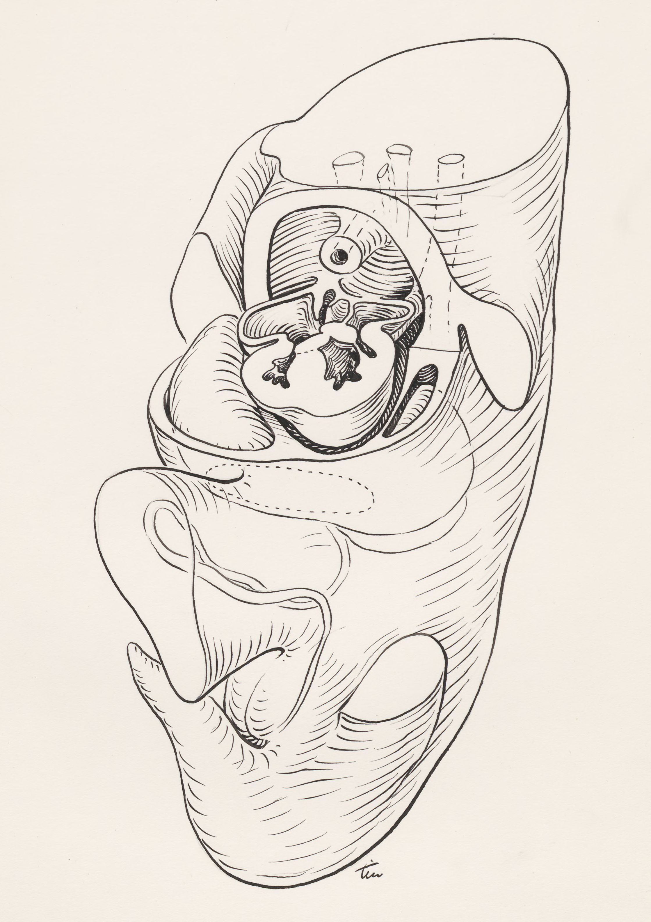 Tissue of the human embryo